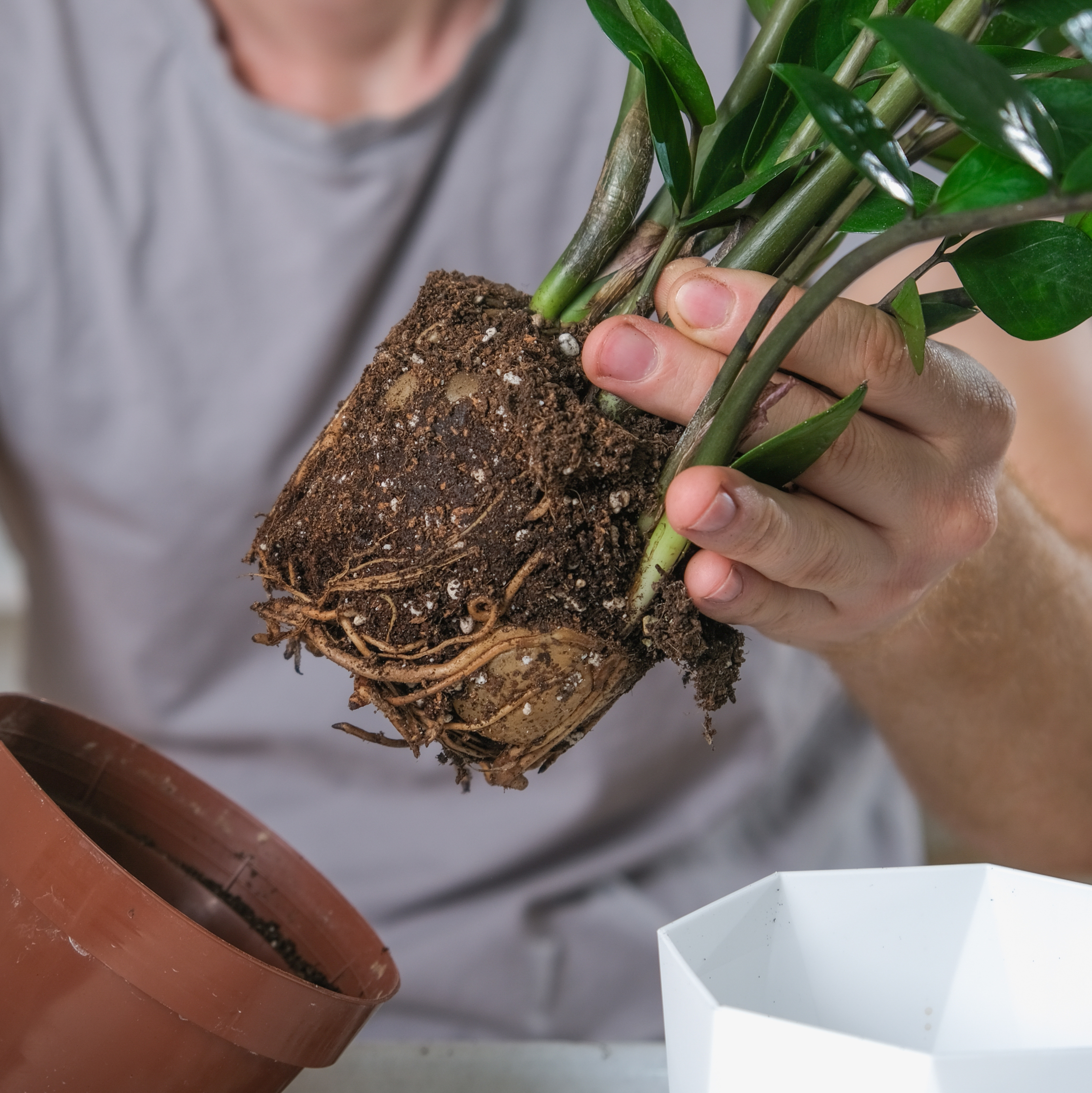 Removing a houseplant from its pot while supporting the base of the stems