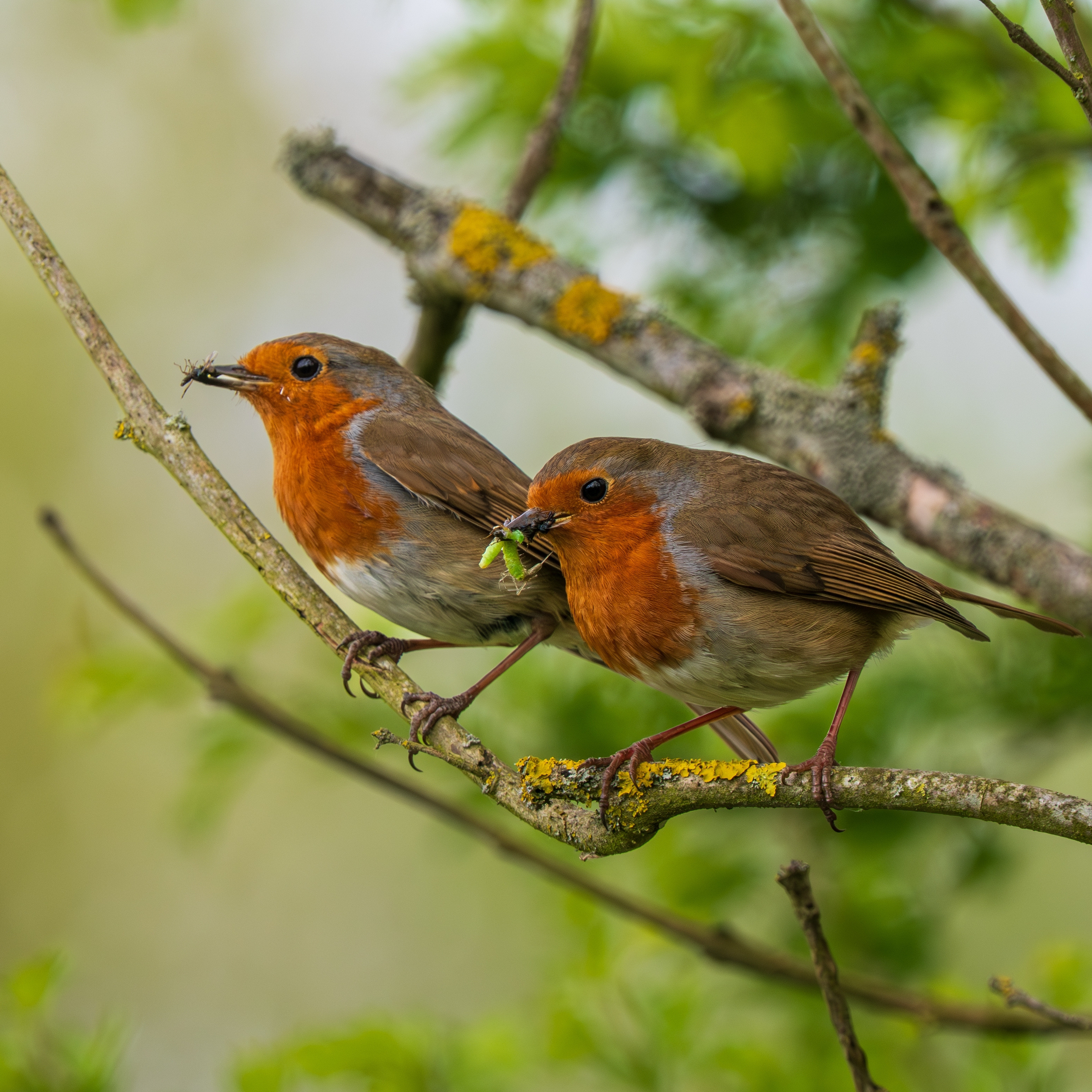 Robins feeding on garden insects and caterpillars