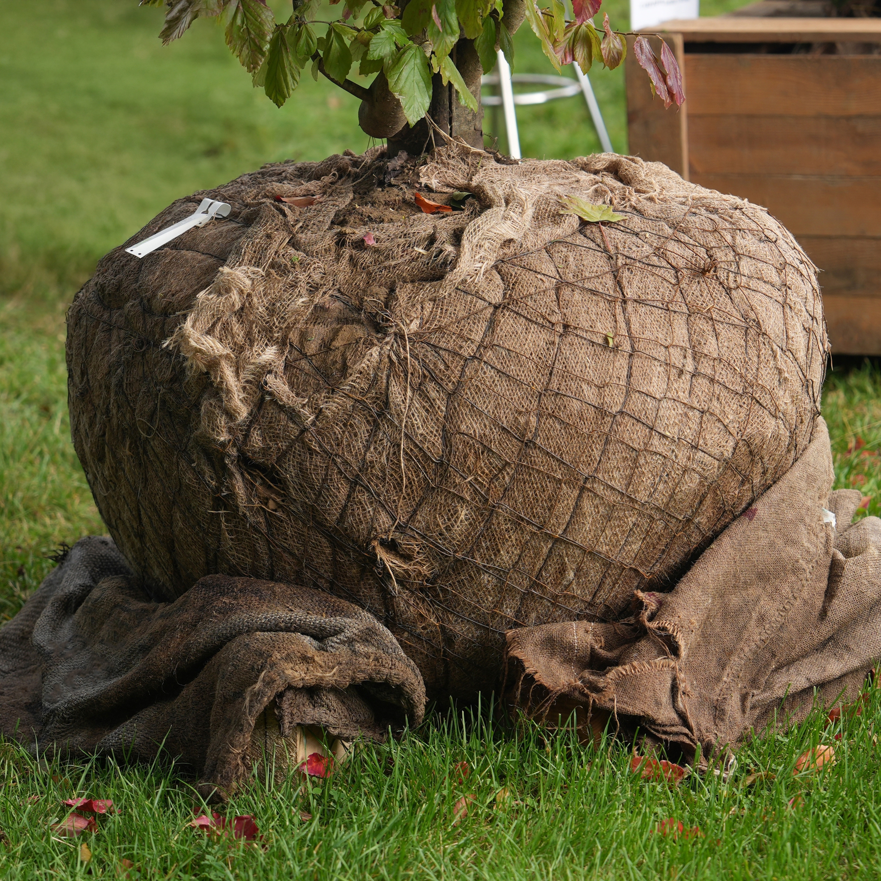 Root-balled tree ready for transporting to planting site