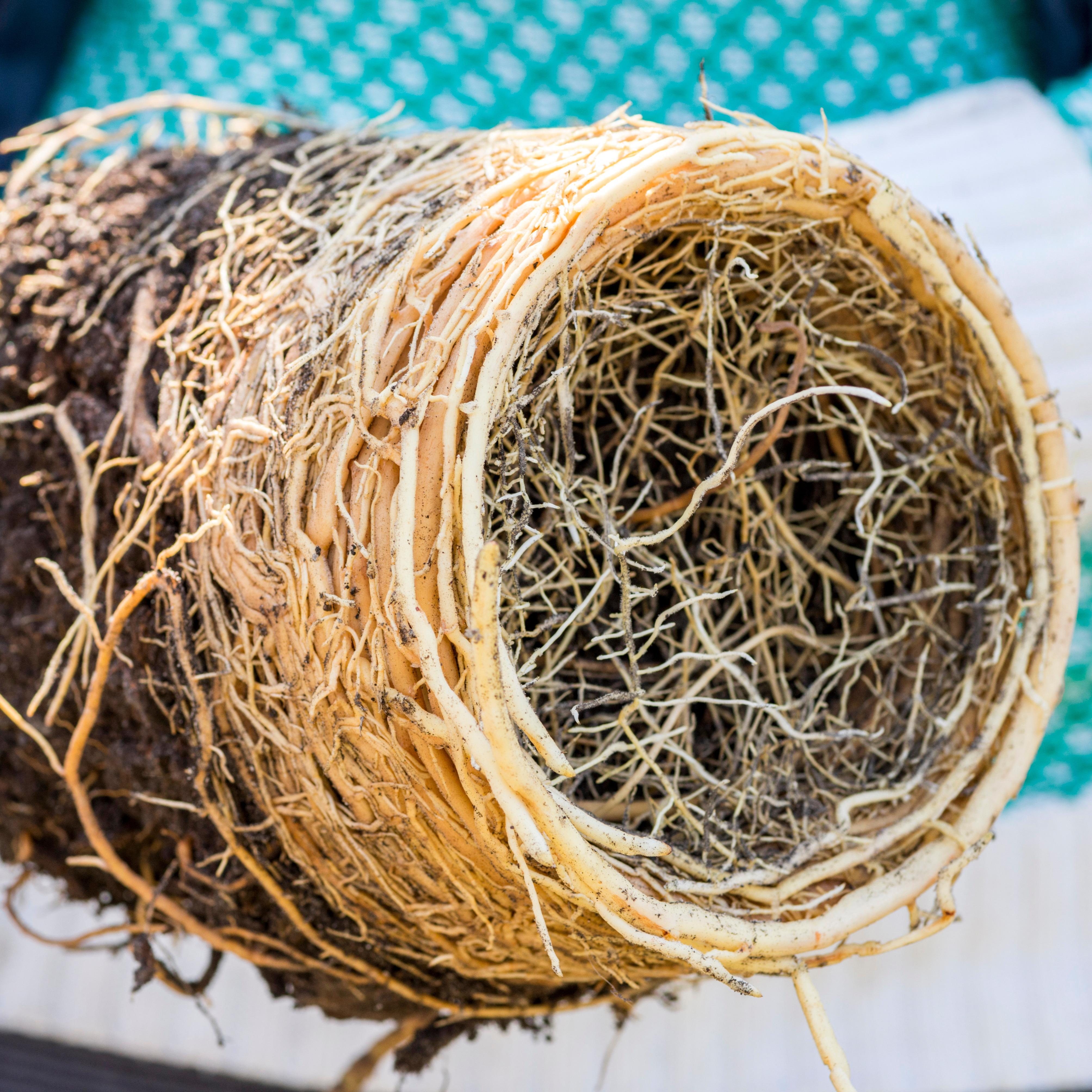 Root bound plant showing tangled and spiralling roots as a sign the plant needs repotting