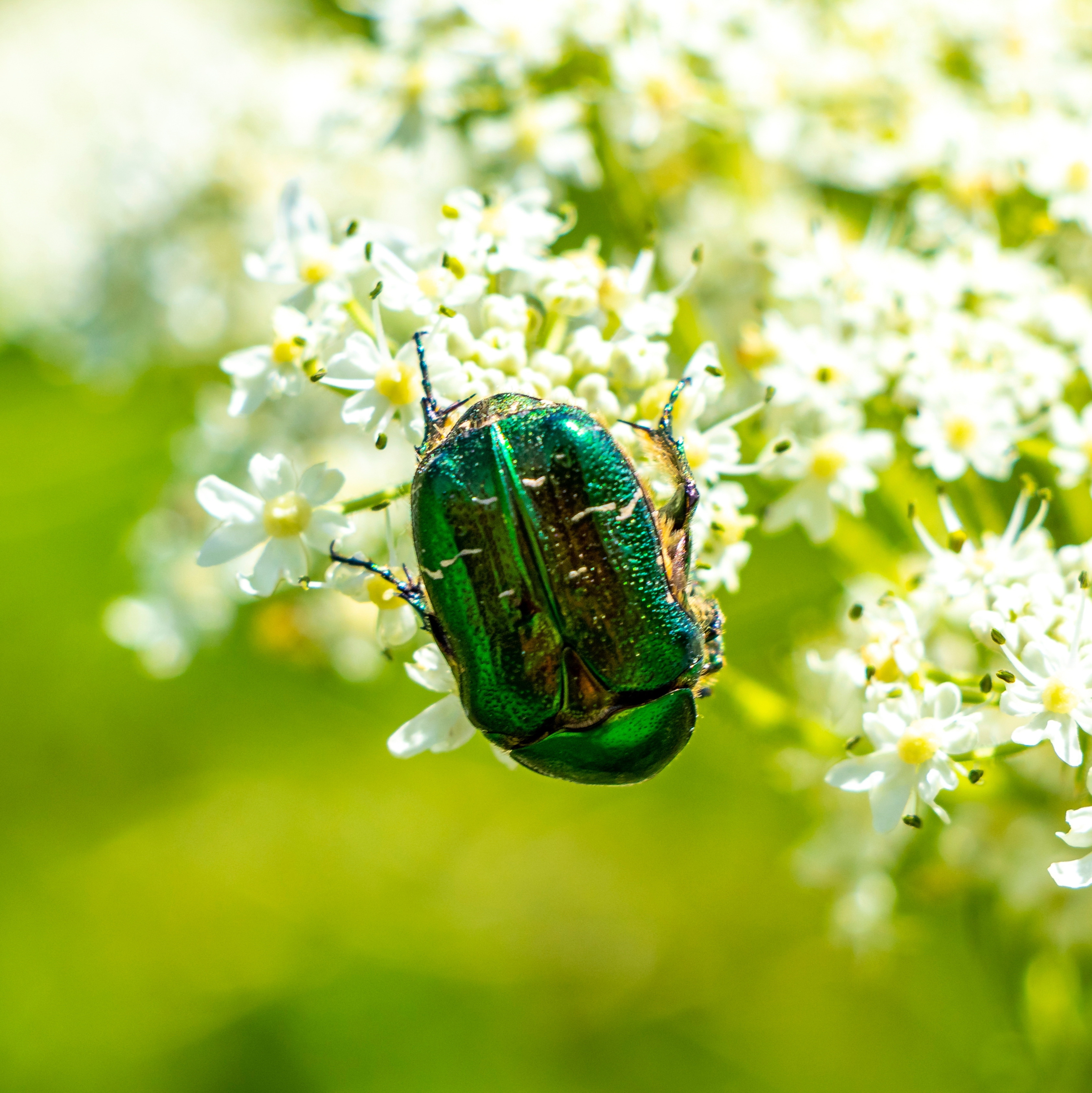 Rose chafer beetle feeding on white flowers