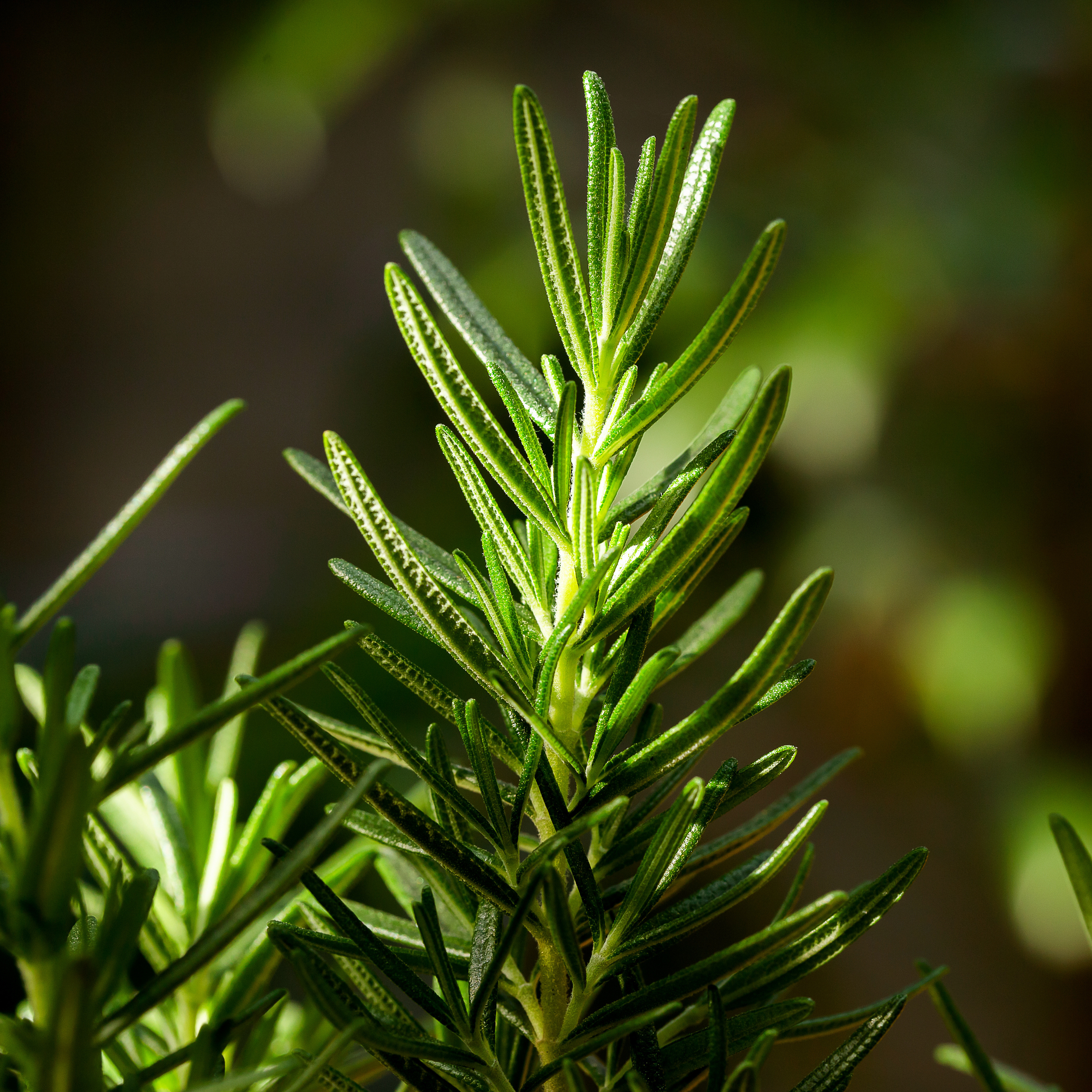 A close-up of rosemary. A culinary herb