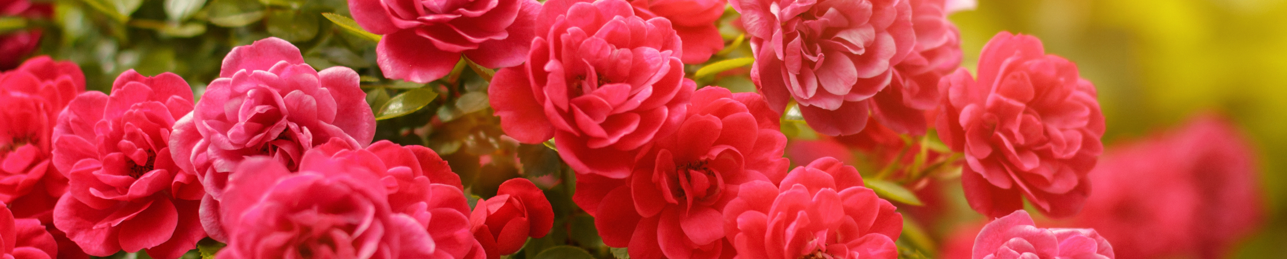 Pink rose blooms flowering in summer