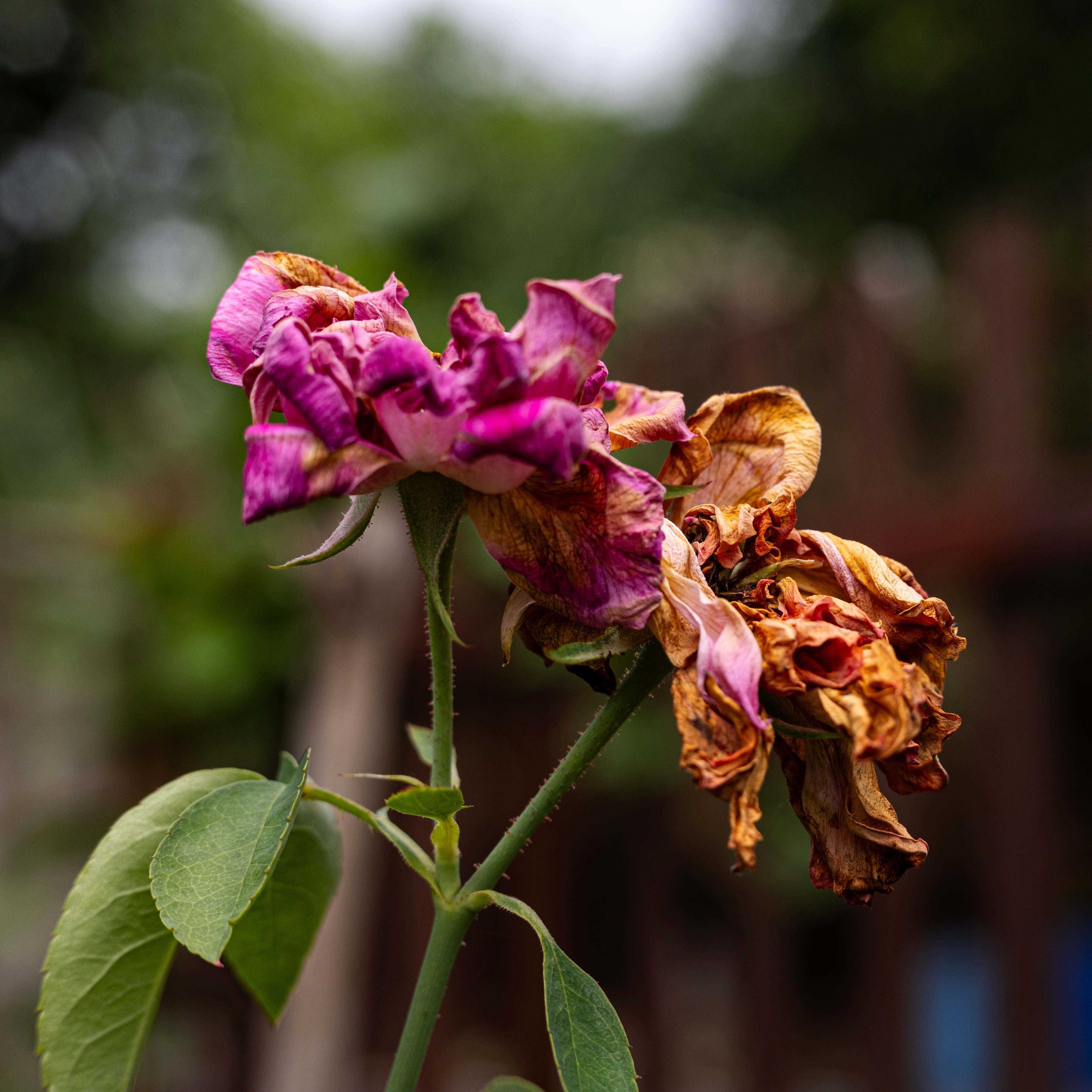 A close up of a decaying rose bloom ready for deadheading