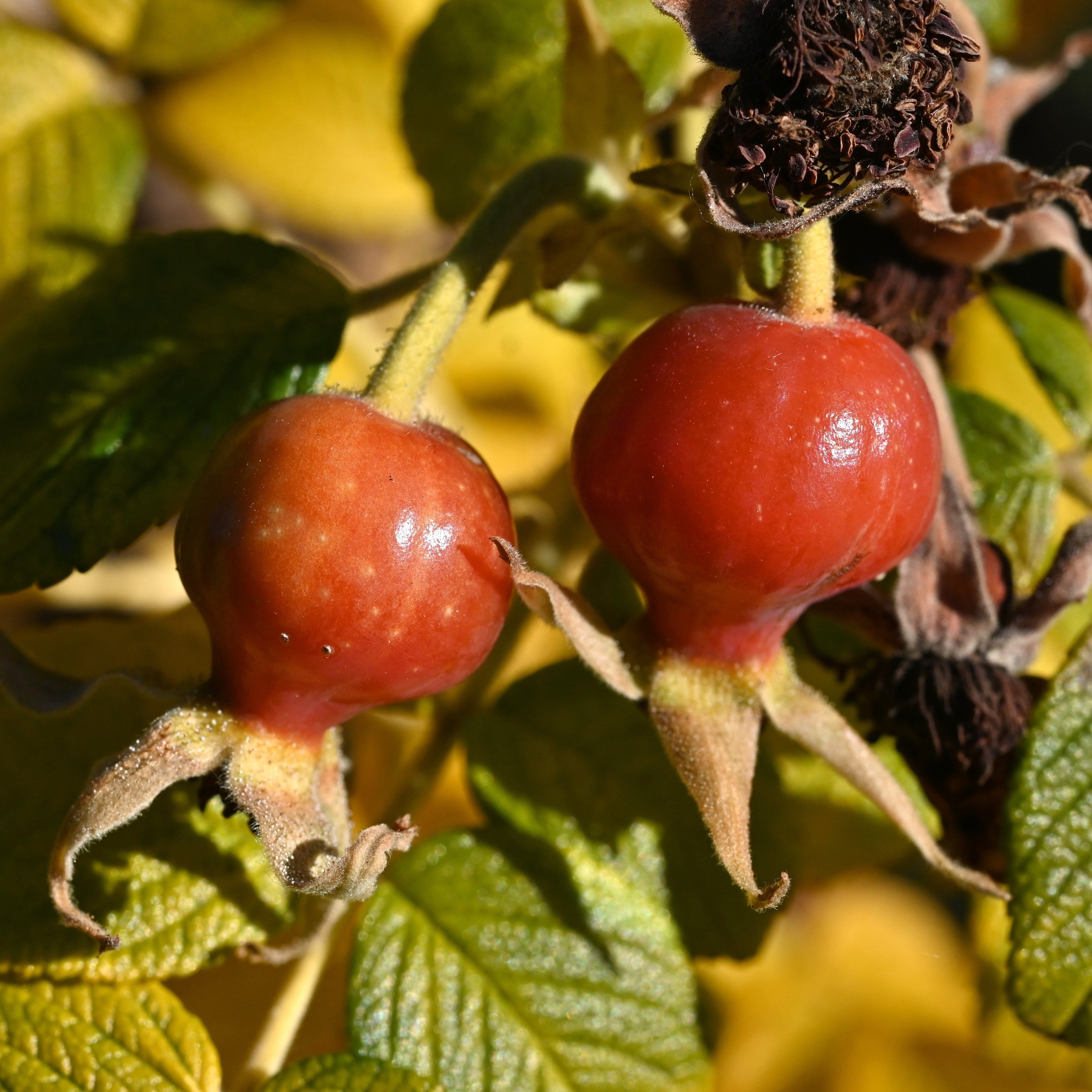 A close up of red rose hips surrounded by green foliage