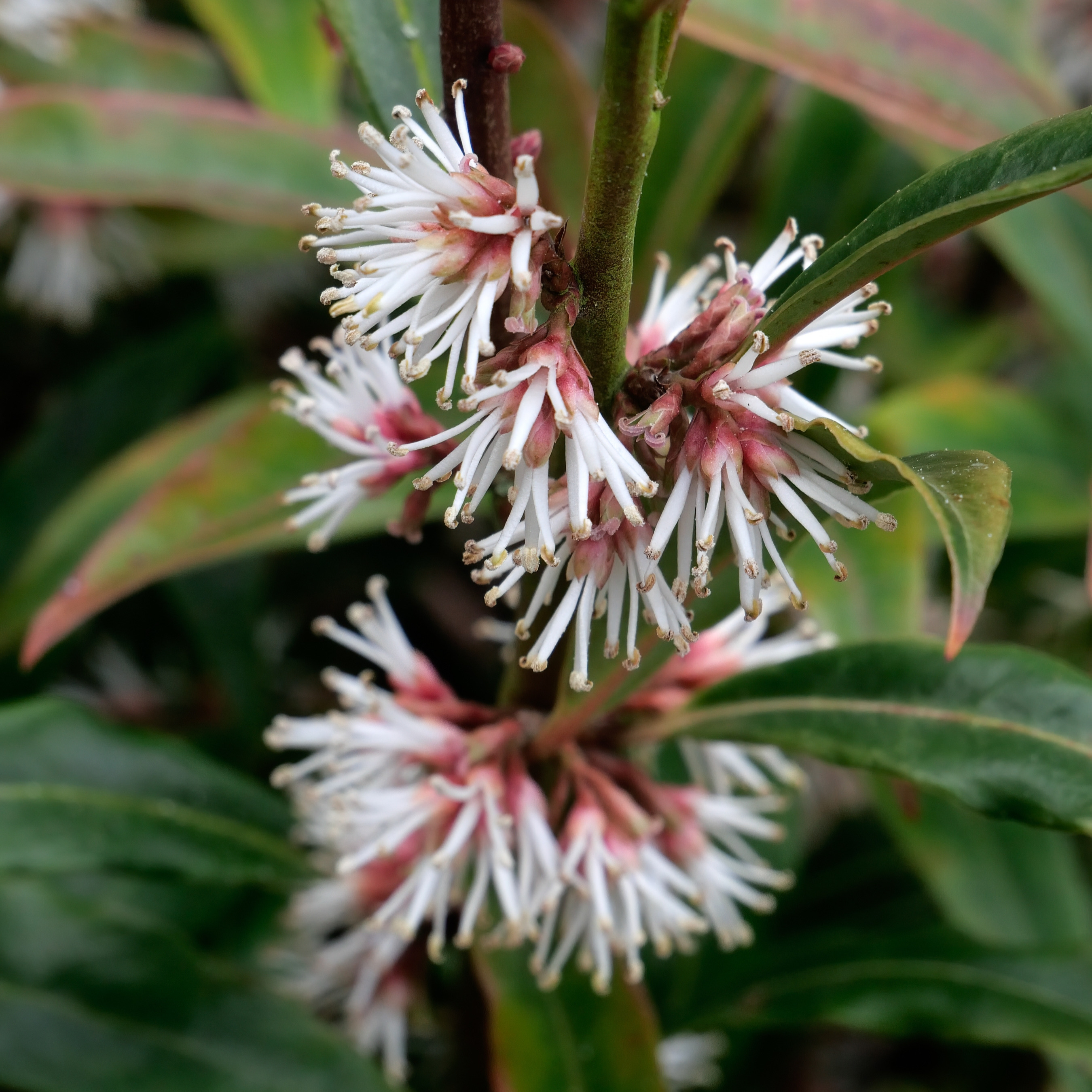 White and pink flowers of sweet box (Sarcococca) surrounded by glossy evergreen leaves