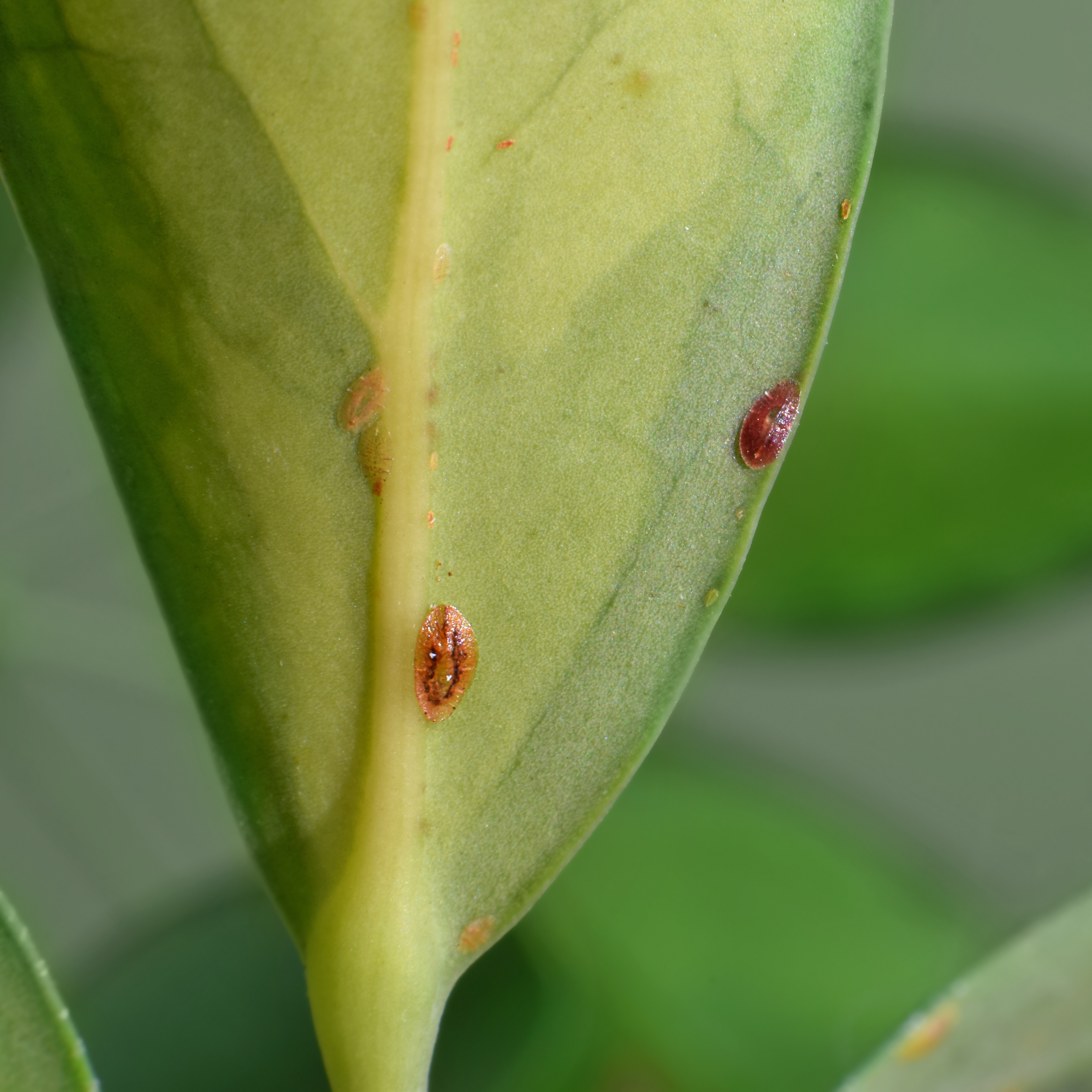Signs of scale insects attached to plant foliage, a frequent houseplant pest that can cause yellowing leaves and reduced growth
