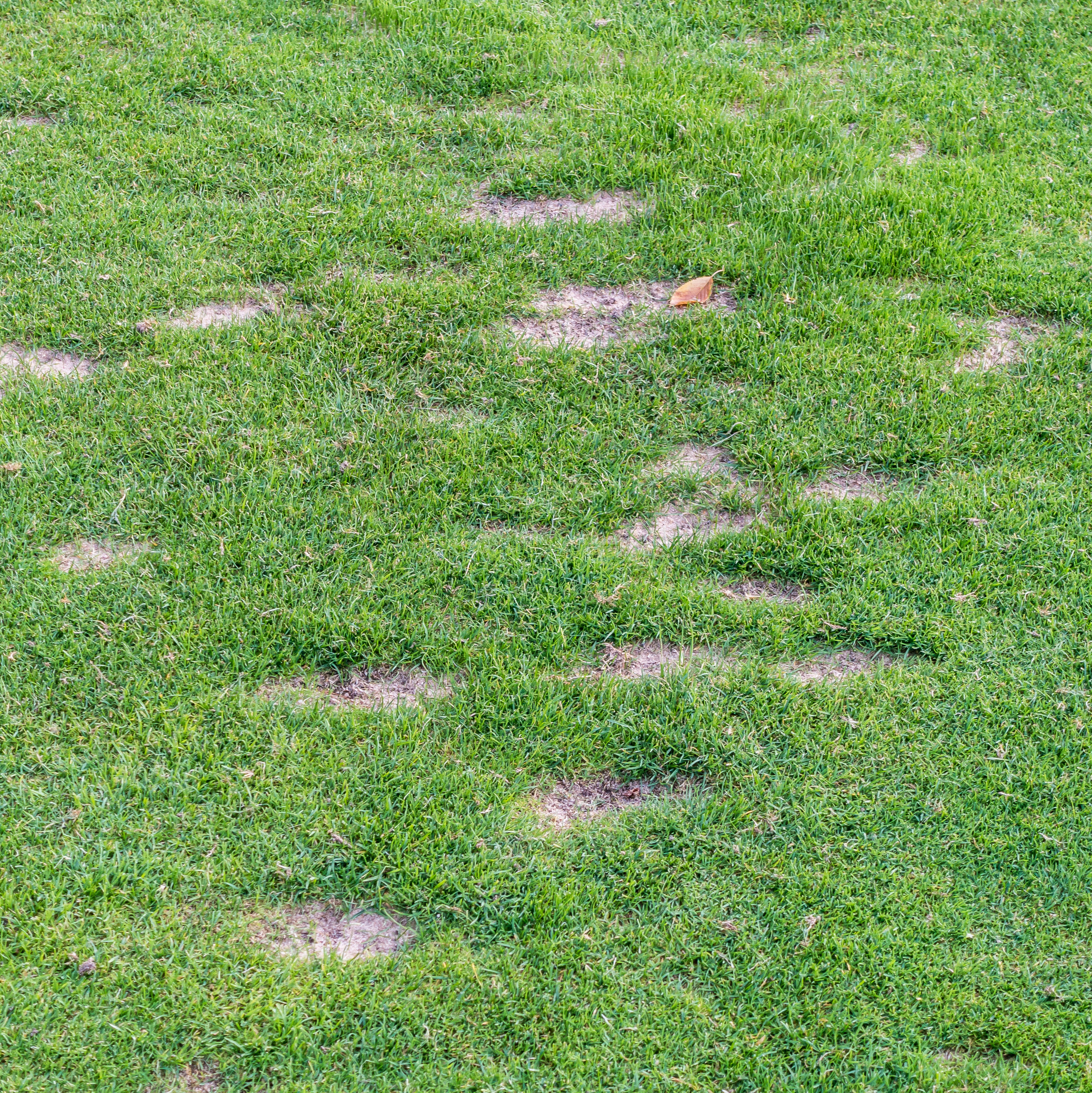 Stressed grass with bare patches