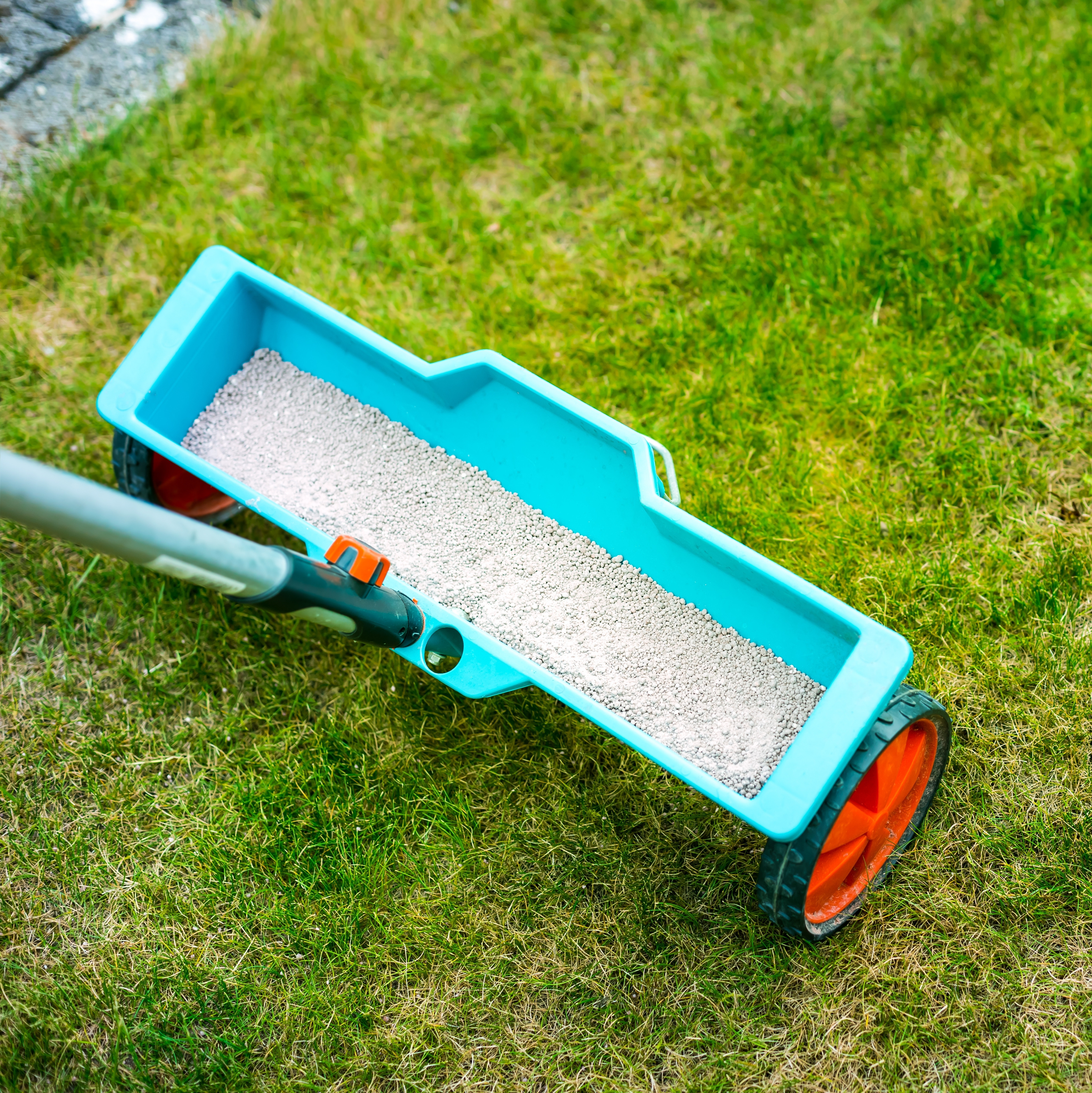 Using a lawn spreader to apply lawn treatment.
