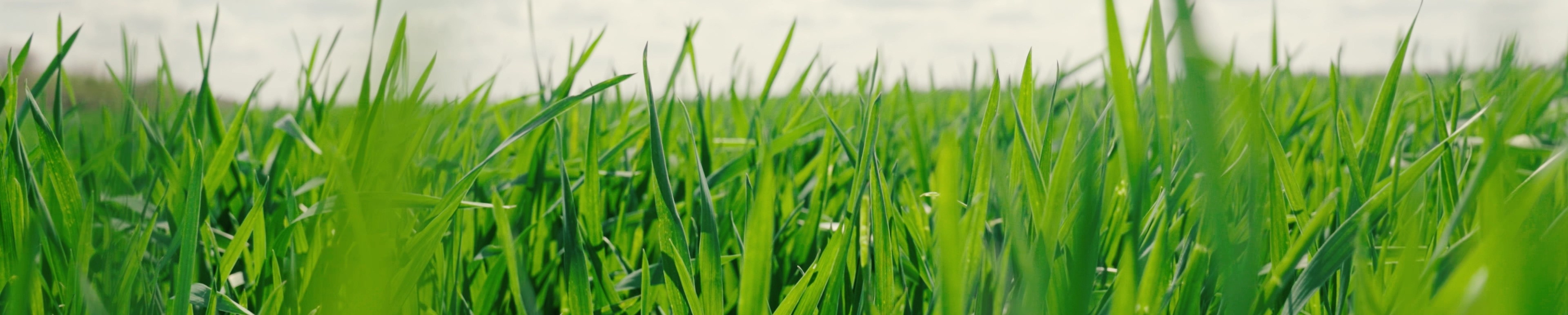 Close-up of a lush green lawn with tall blades of grass.