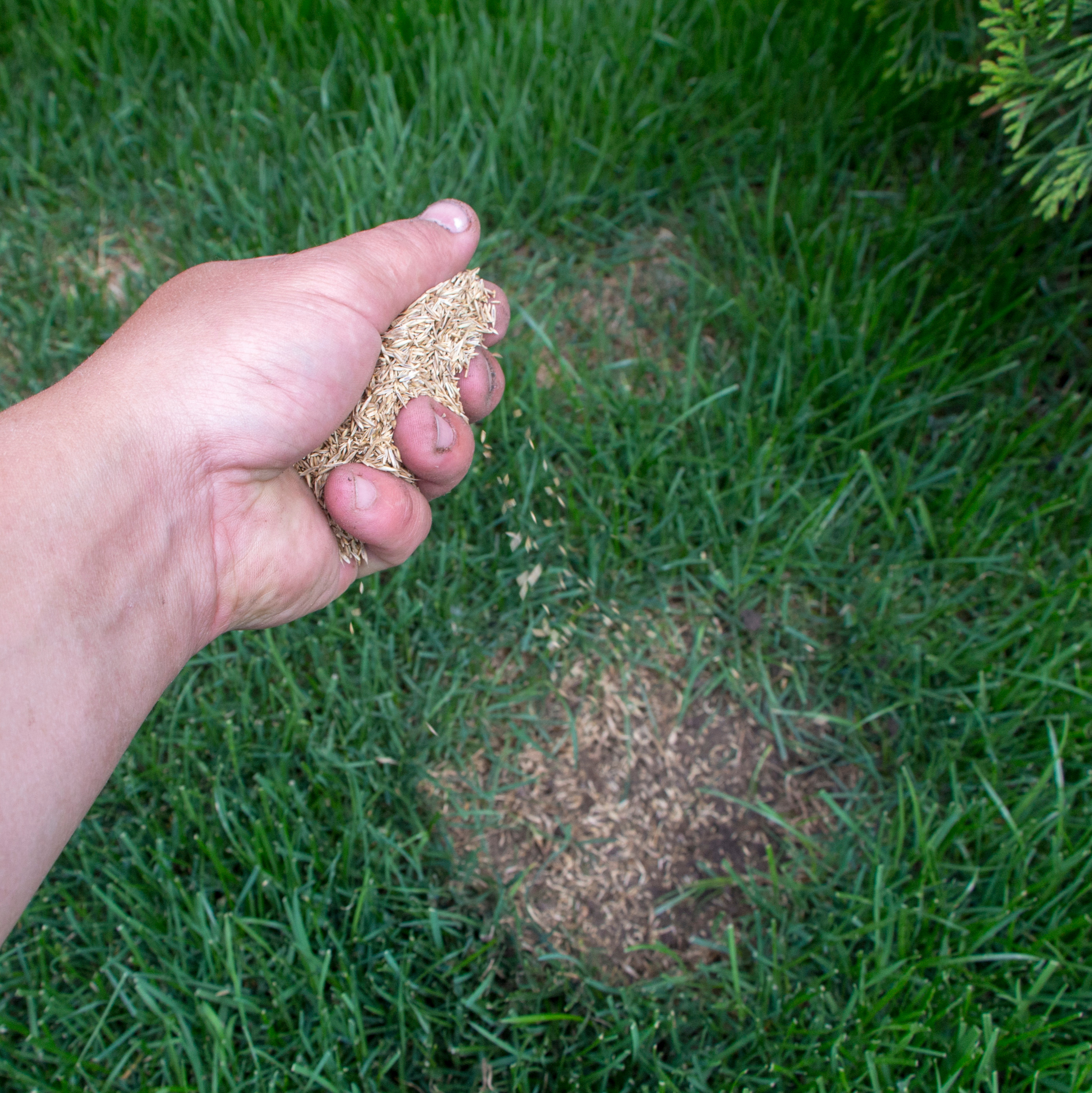 Person hand-spreads lawn seed.