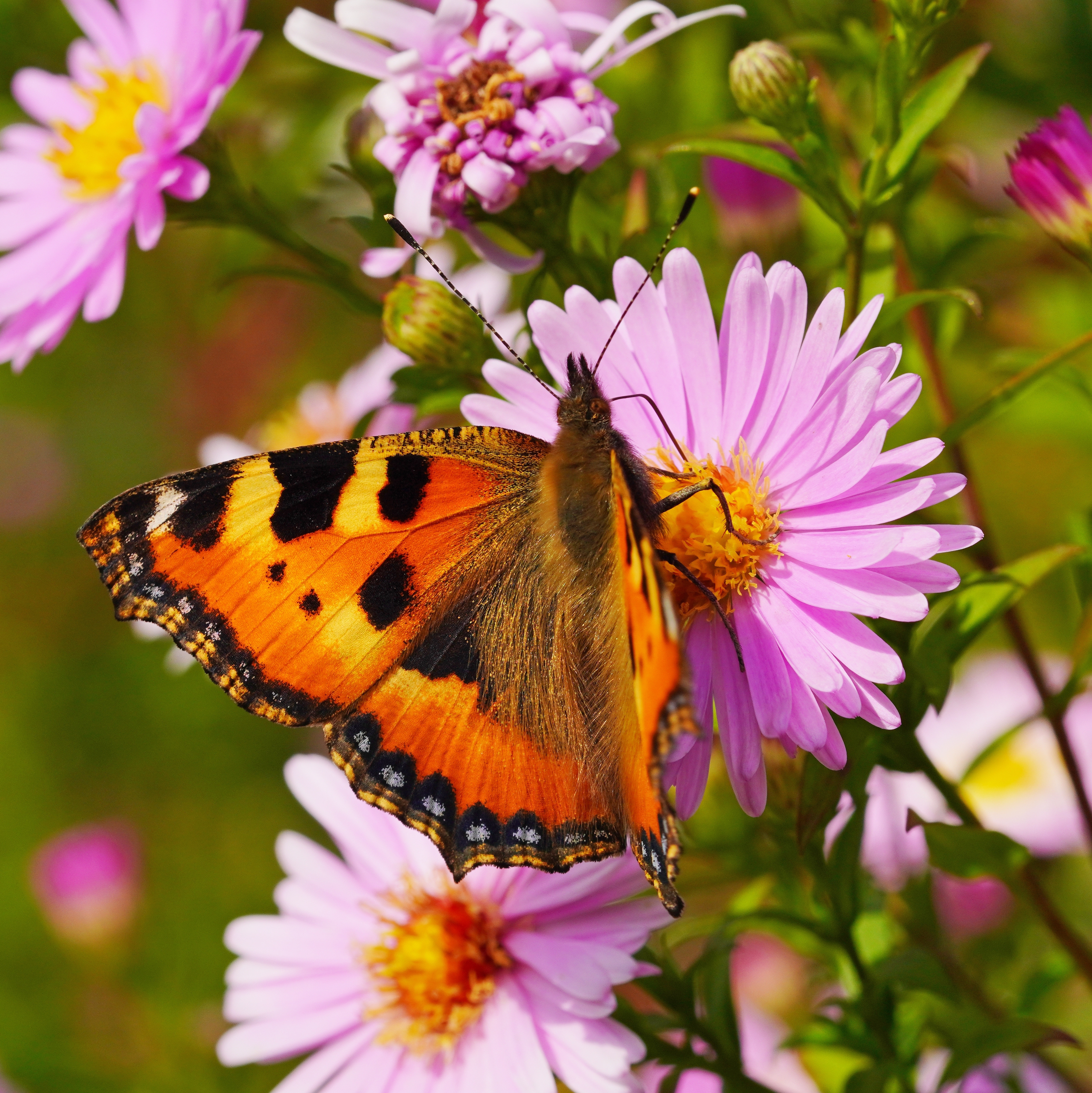 Small tortoiseshell butterfly feeding on a pink aster flower in a pollinator-friendly garden