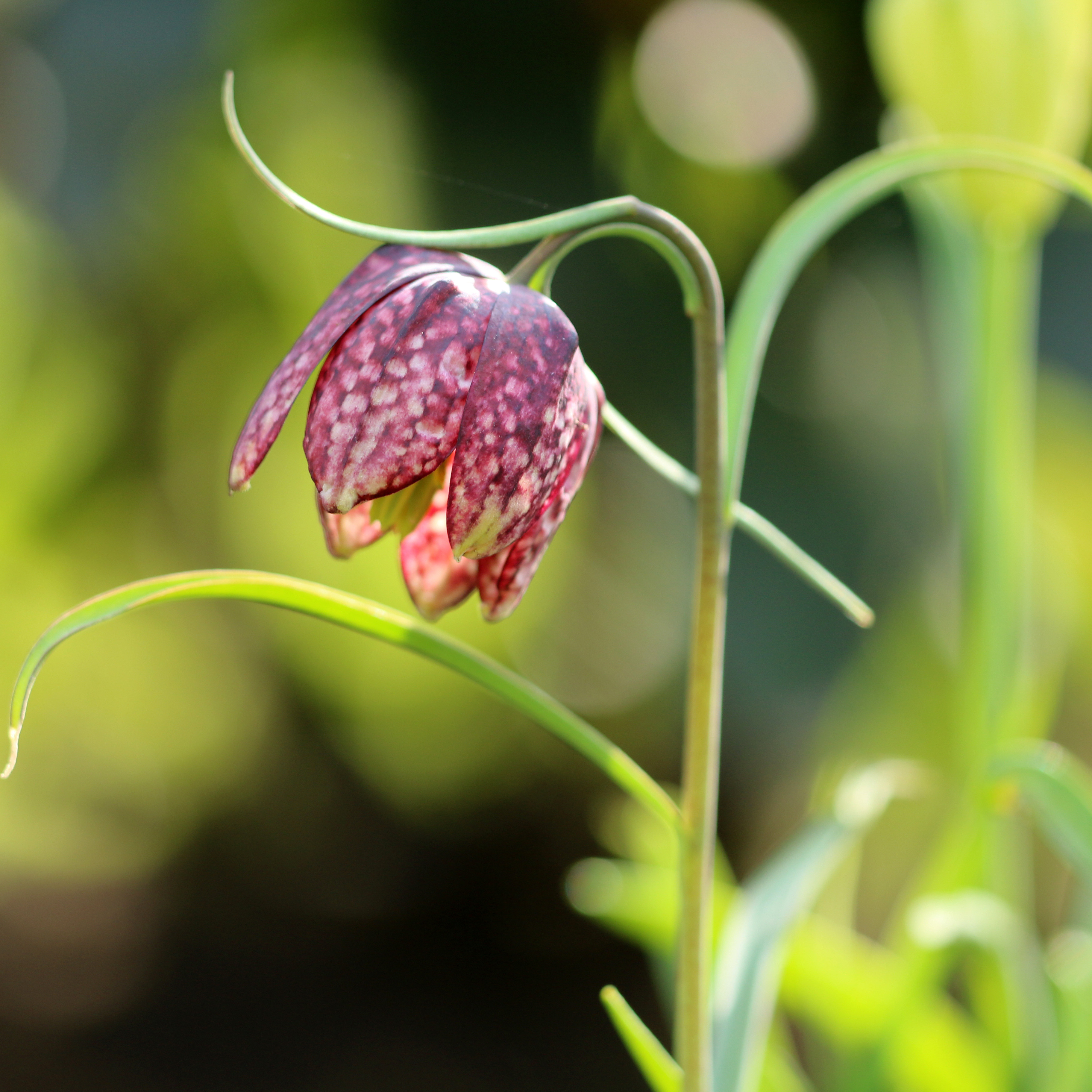 Close-up of a snake's head fritillary flower, with distinctive purple chequered petals
