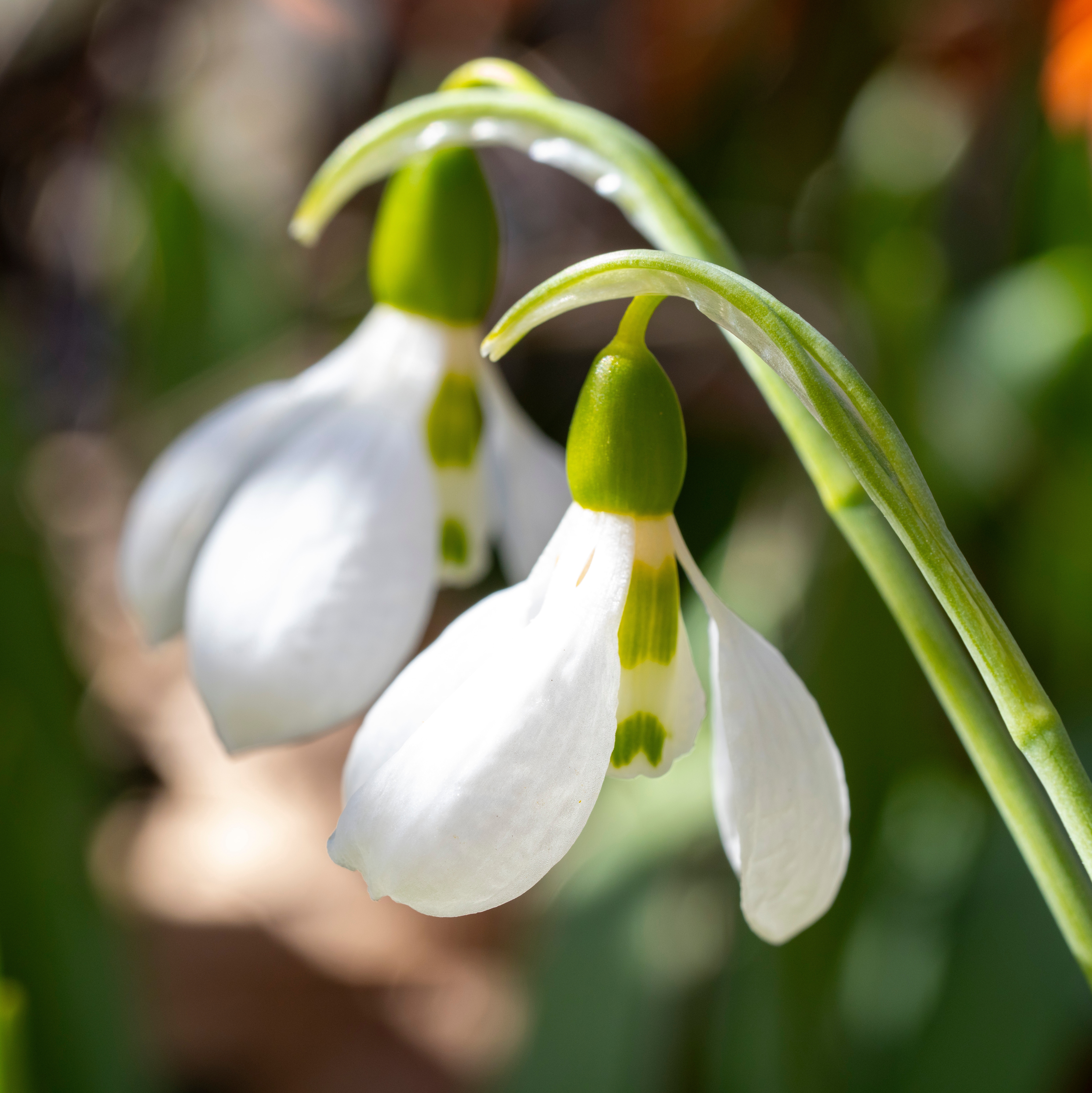 White snowdrop flowers photographed close up in a spring garden.