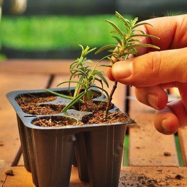 Hand placing a softwood cutting into a small pot filled with compost, showing plant propagation.