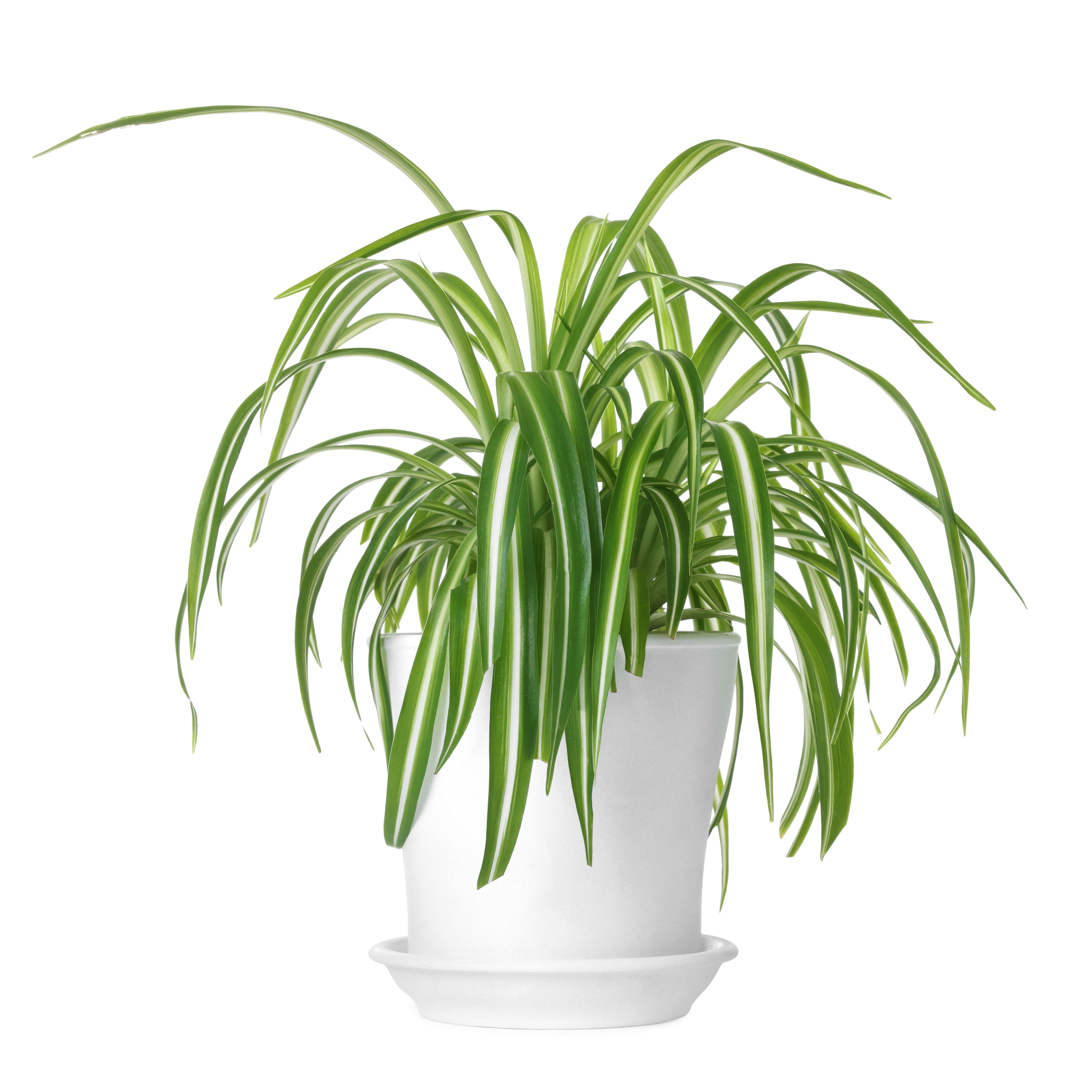 Spider Plant