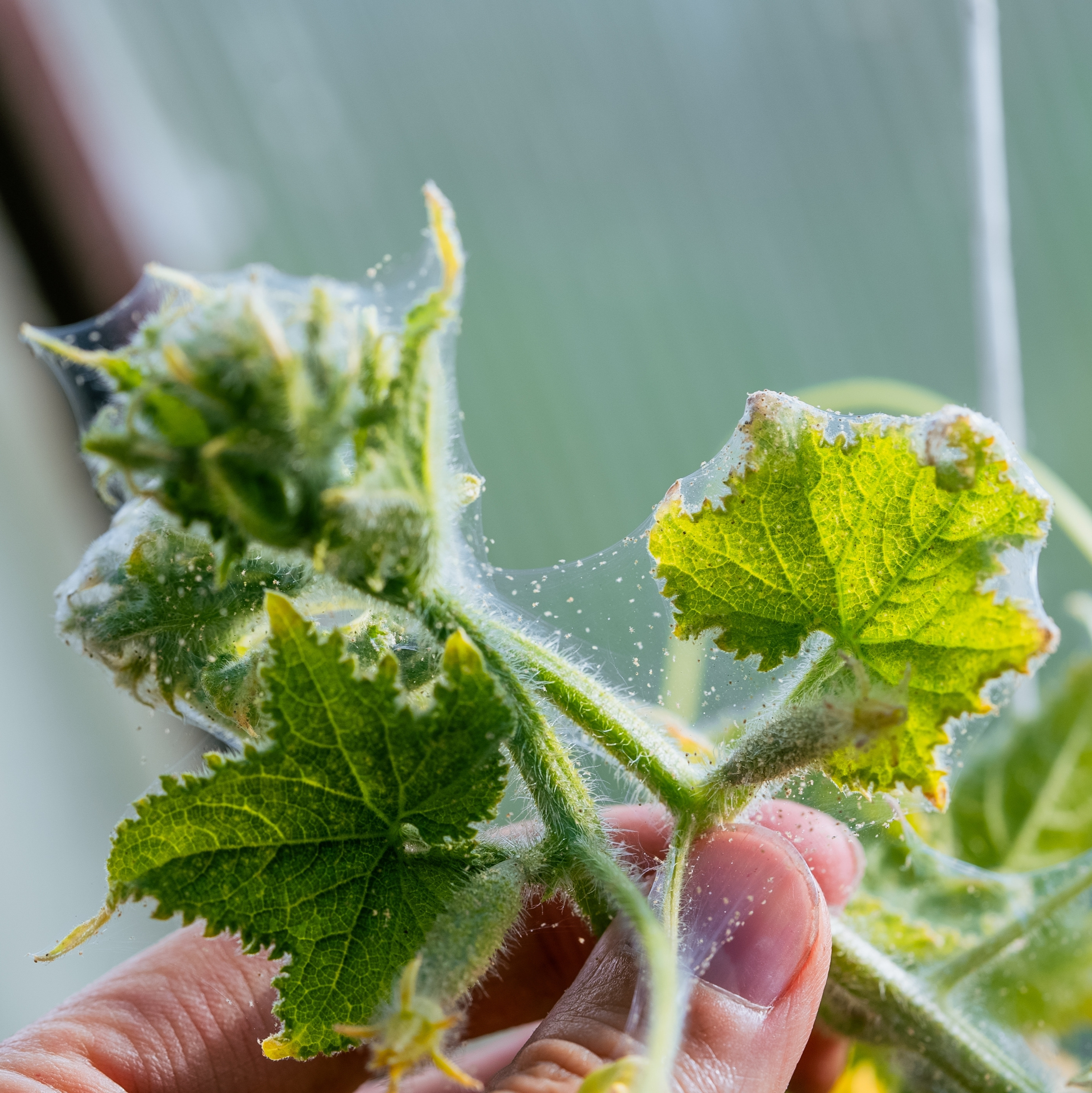 Spider mite infestation on a plant leaf, with visible webbing and clusters of mites feeding on foliage