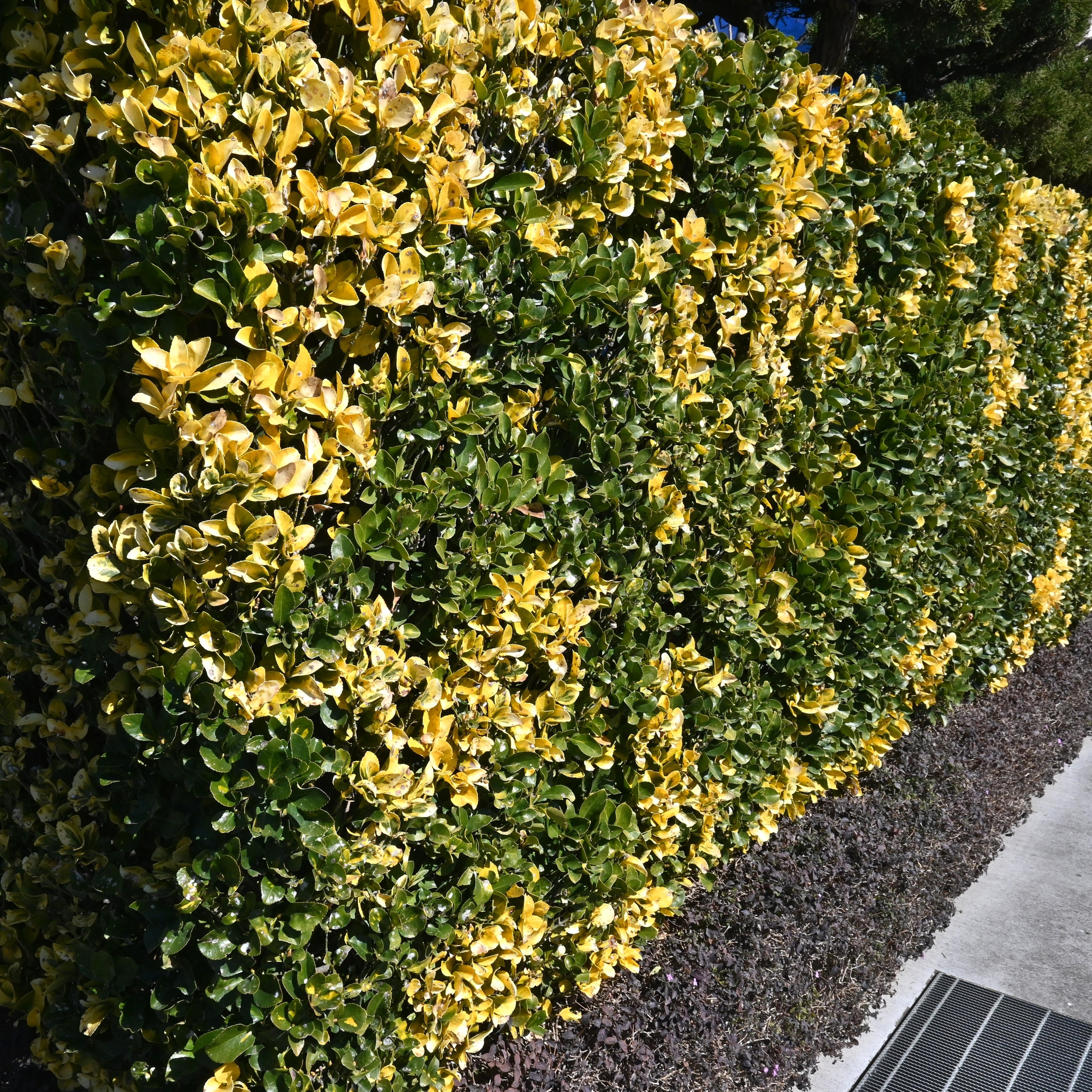 Clipped evergreen spindle hedge with green and golden variegated foliage.
