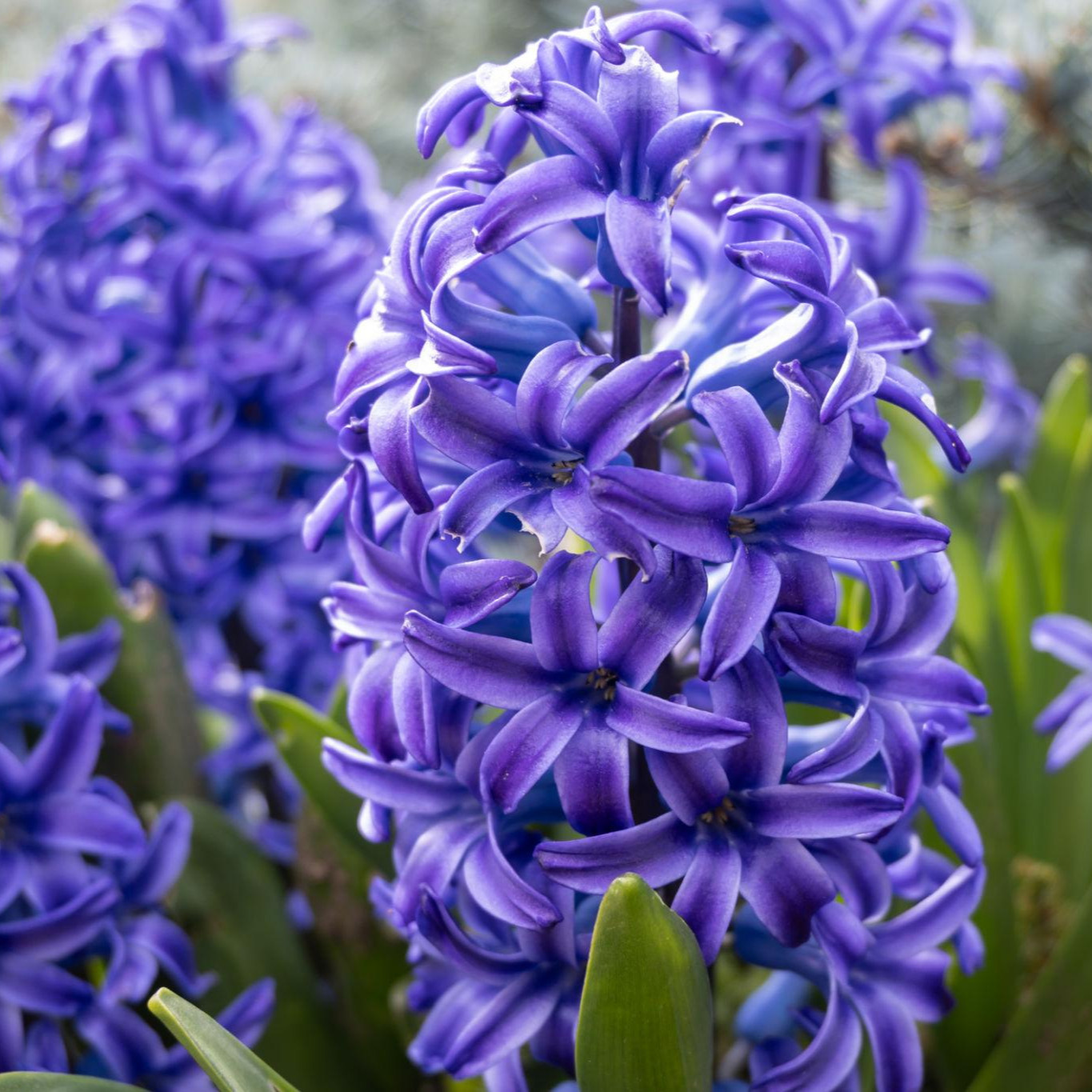 Close-up of vibrant blue-purple hyacinths in full bloom, with densely packed star-shaped flowers forming fragrant flower spikes among green spring foliage.