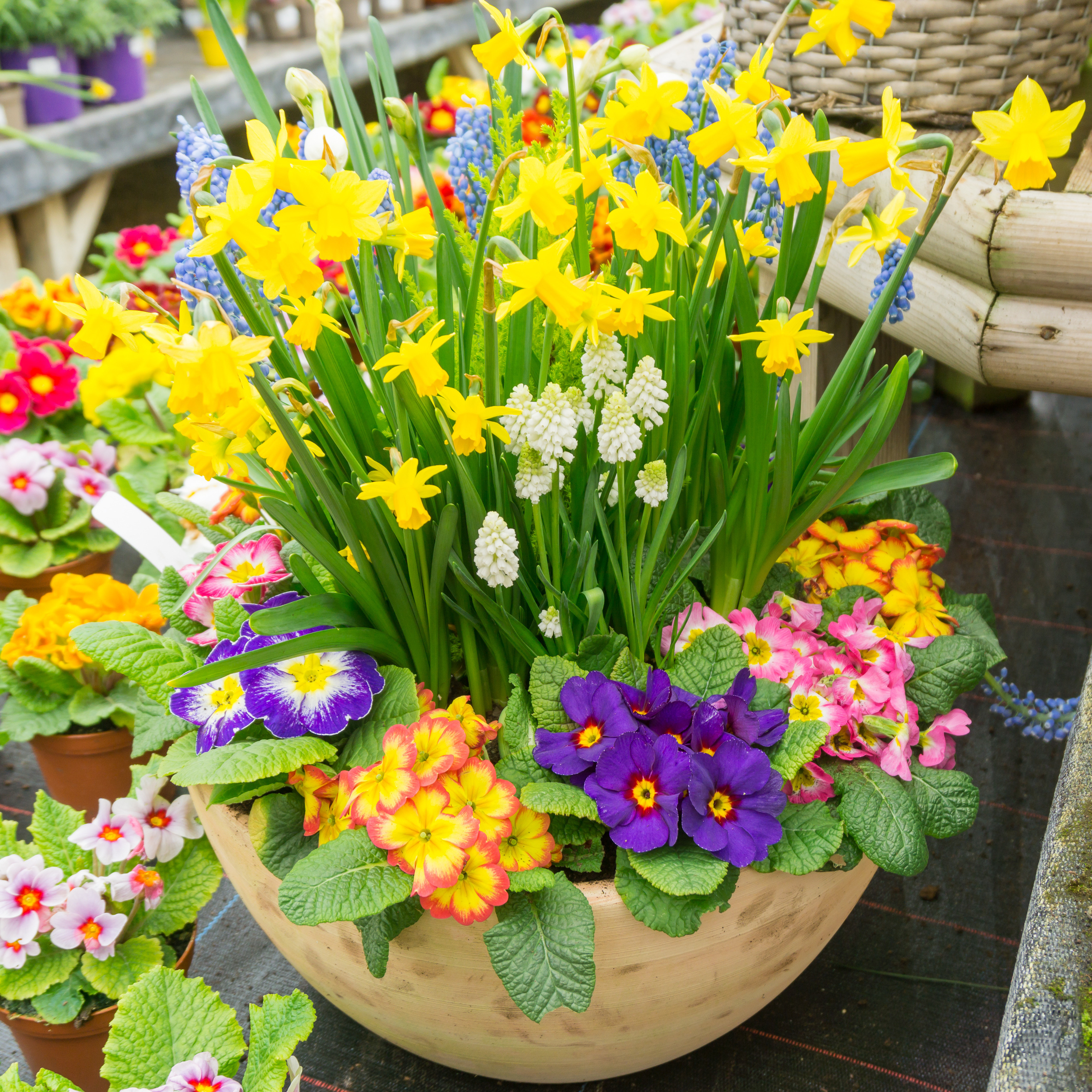 A colourful spring bulb display featuring yellow daffodils, white and blue grape hyacinths and blue grape hyacinths with primroses flowering together in a container.
