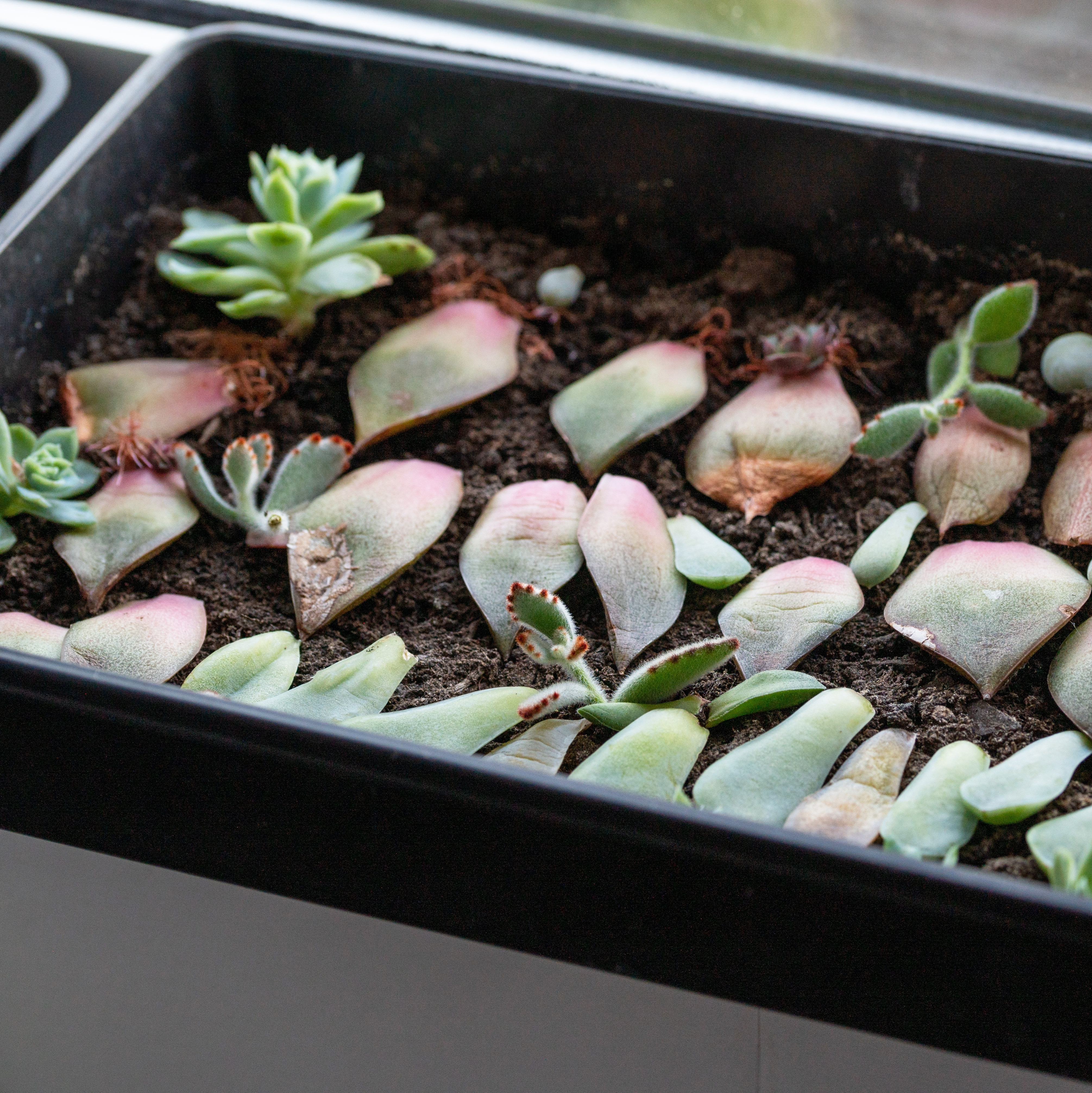 Succulent leaves arranged on soil for propagation.