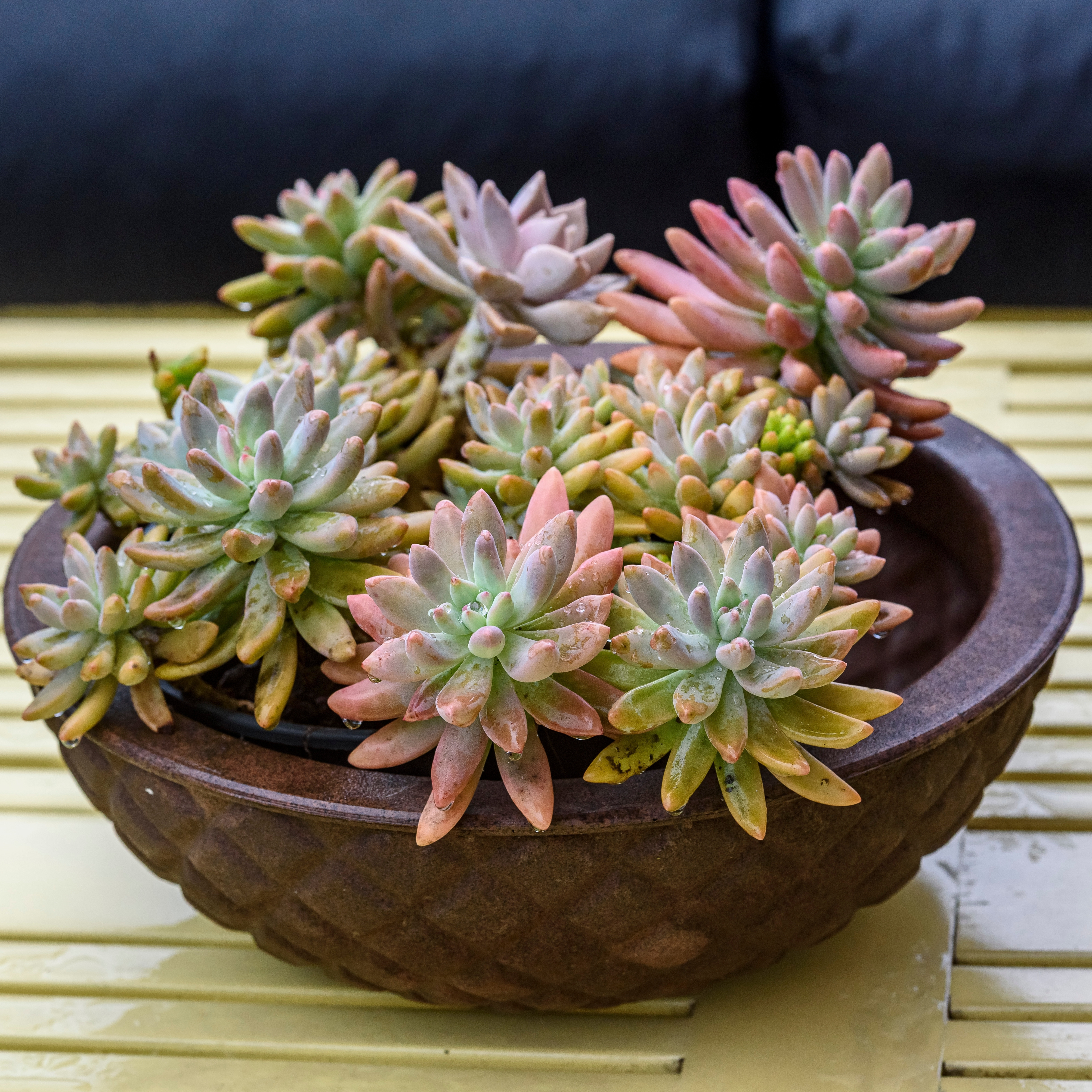 Succulents arranged in a shallow rustic bowl planter, demonstrating a creative and attractive way to display succulents.