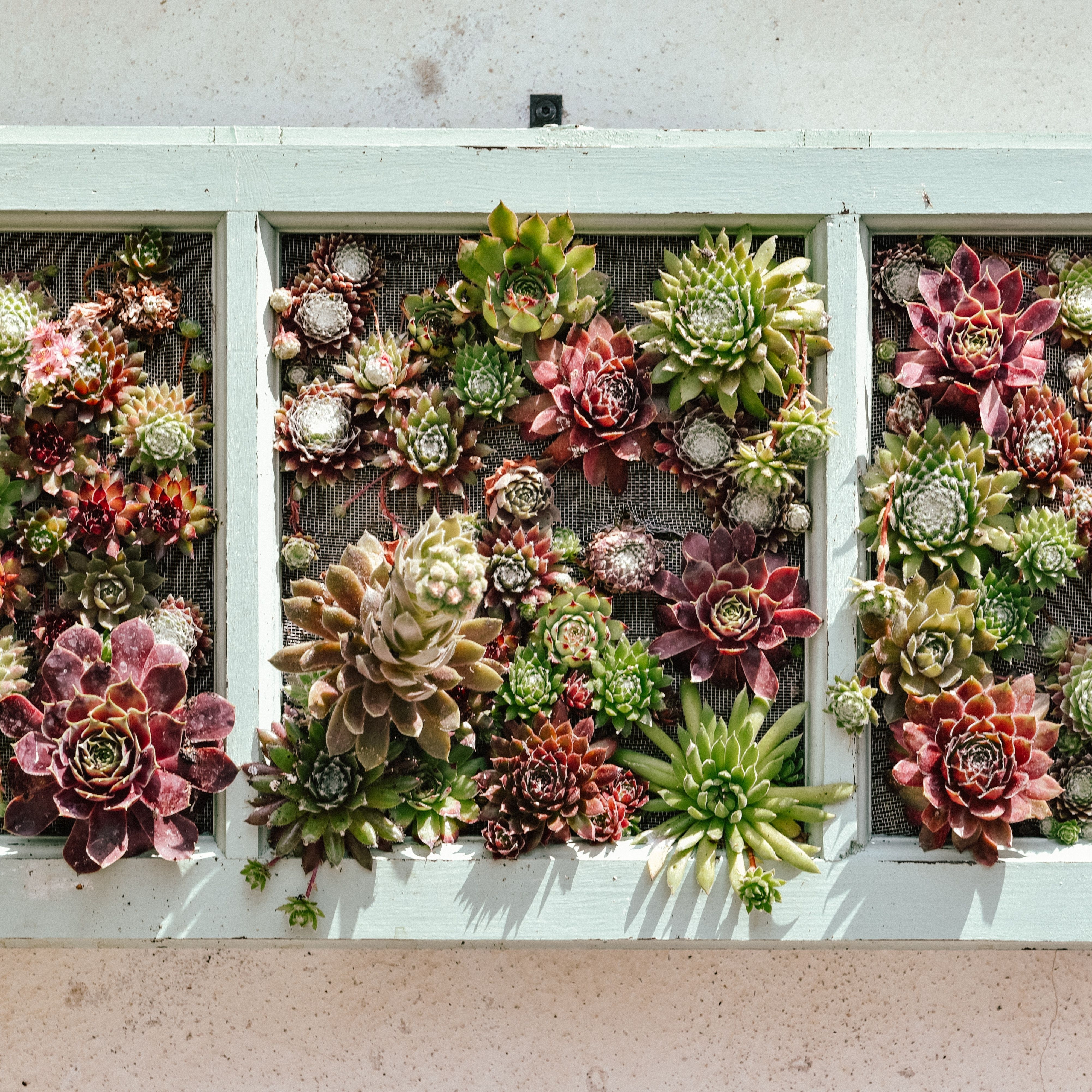 Living wall display filled with colourful succulents to create a striking vertical garden feature.