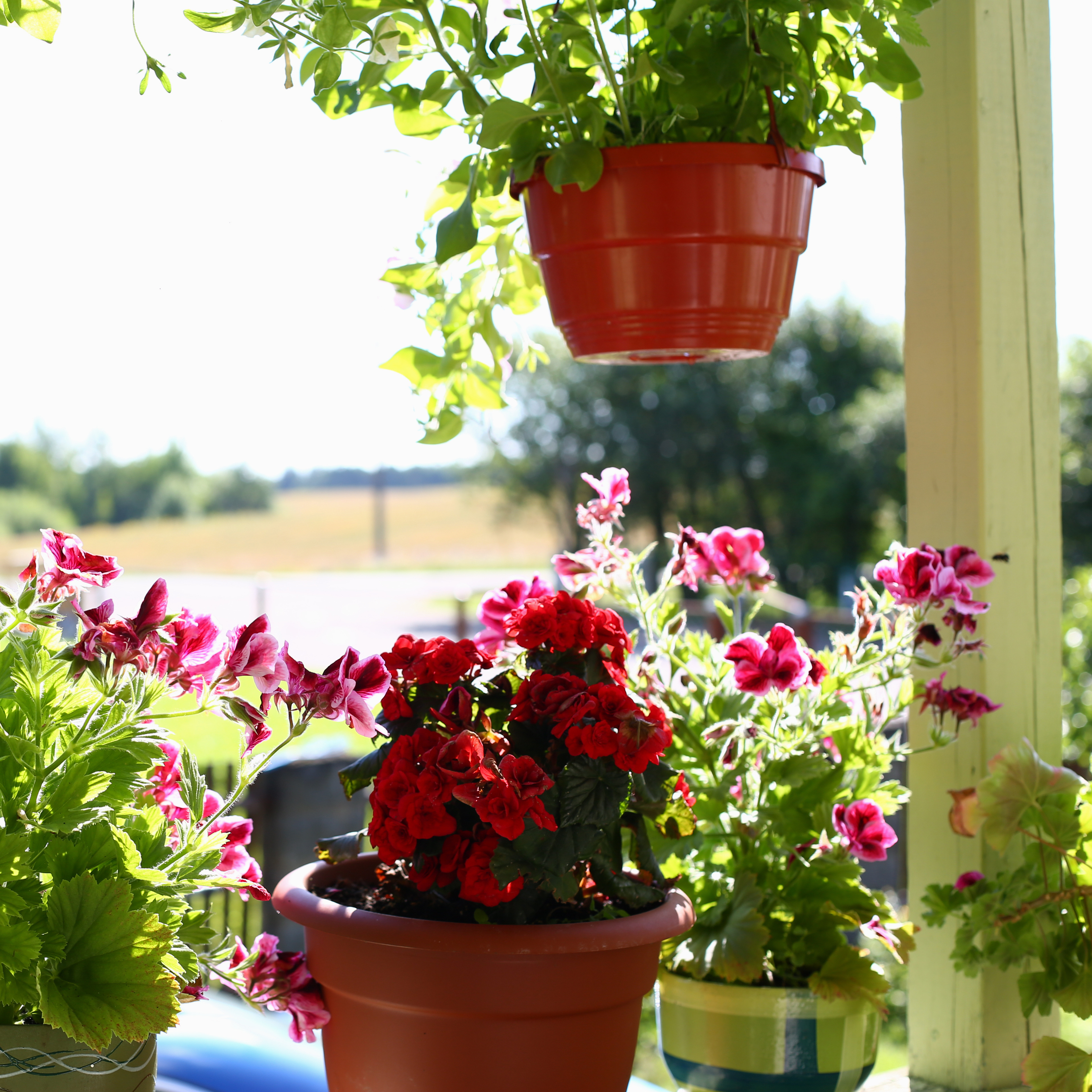 Balcony filled with colourful flowering containers and hanging baskets creating a vibrant summer display.