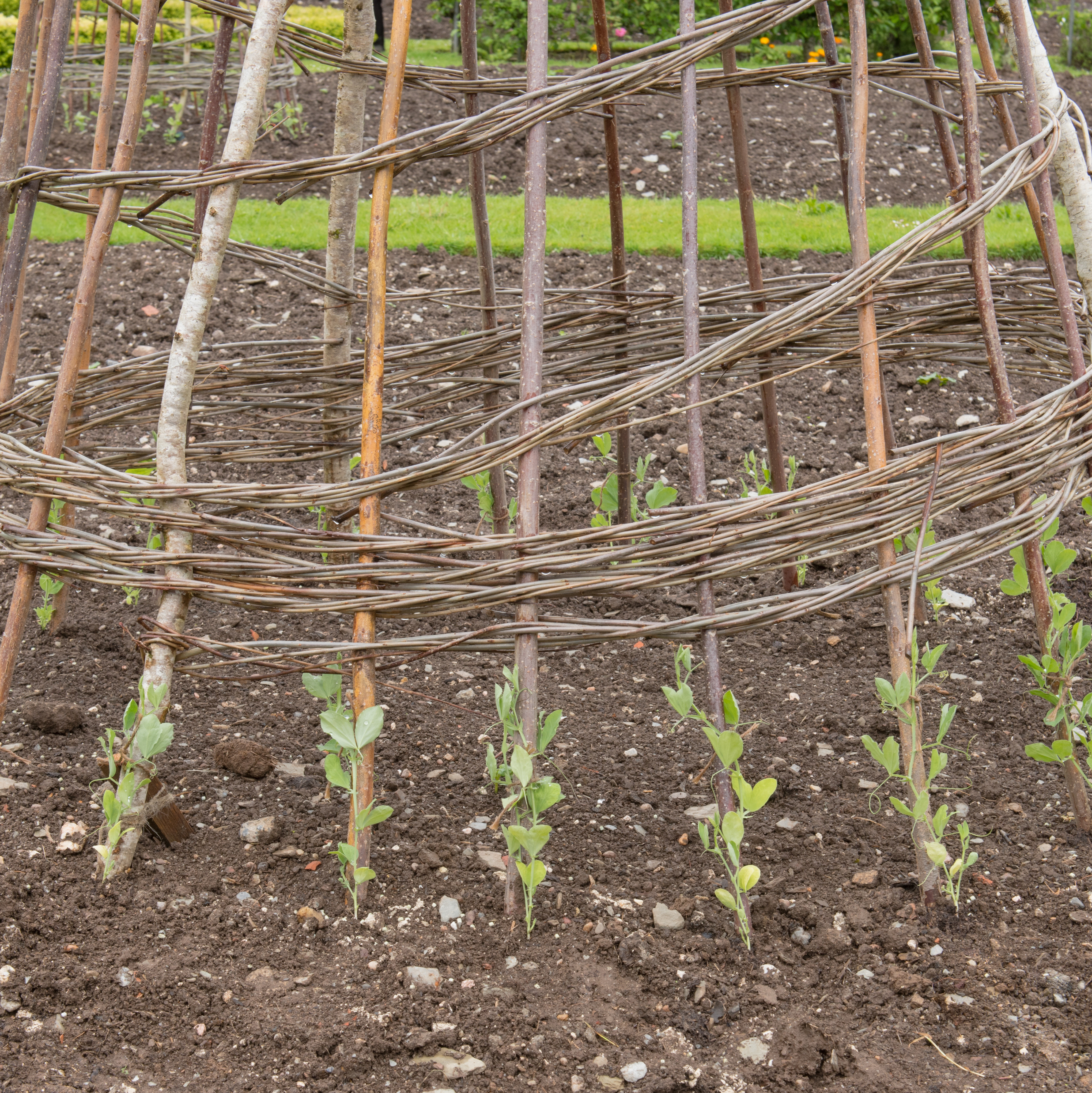 Young sweet pea plants growing up a willow support frame
