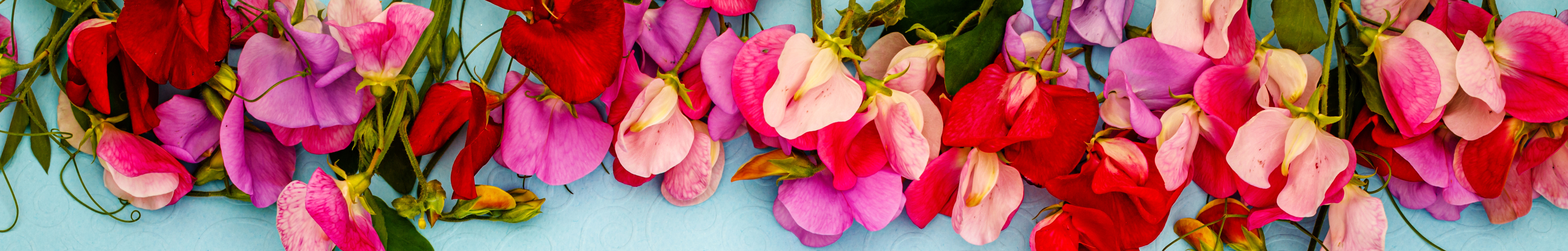 An array of colourful sweet pea flowers