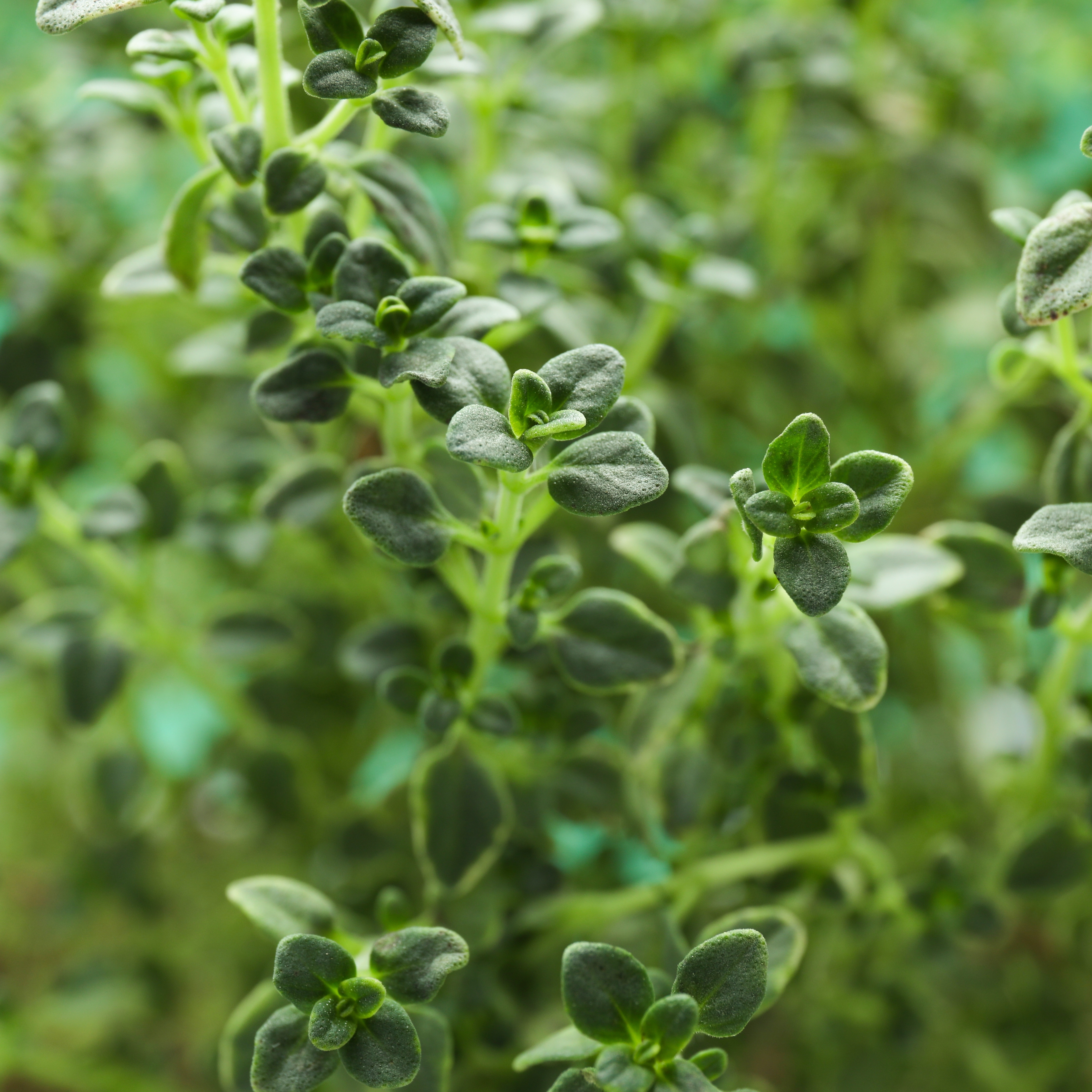 A close-up of thyme. A culinary herb