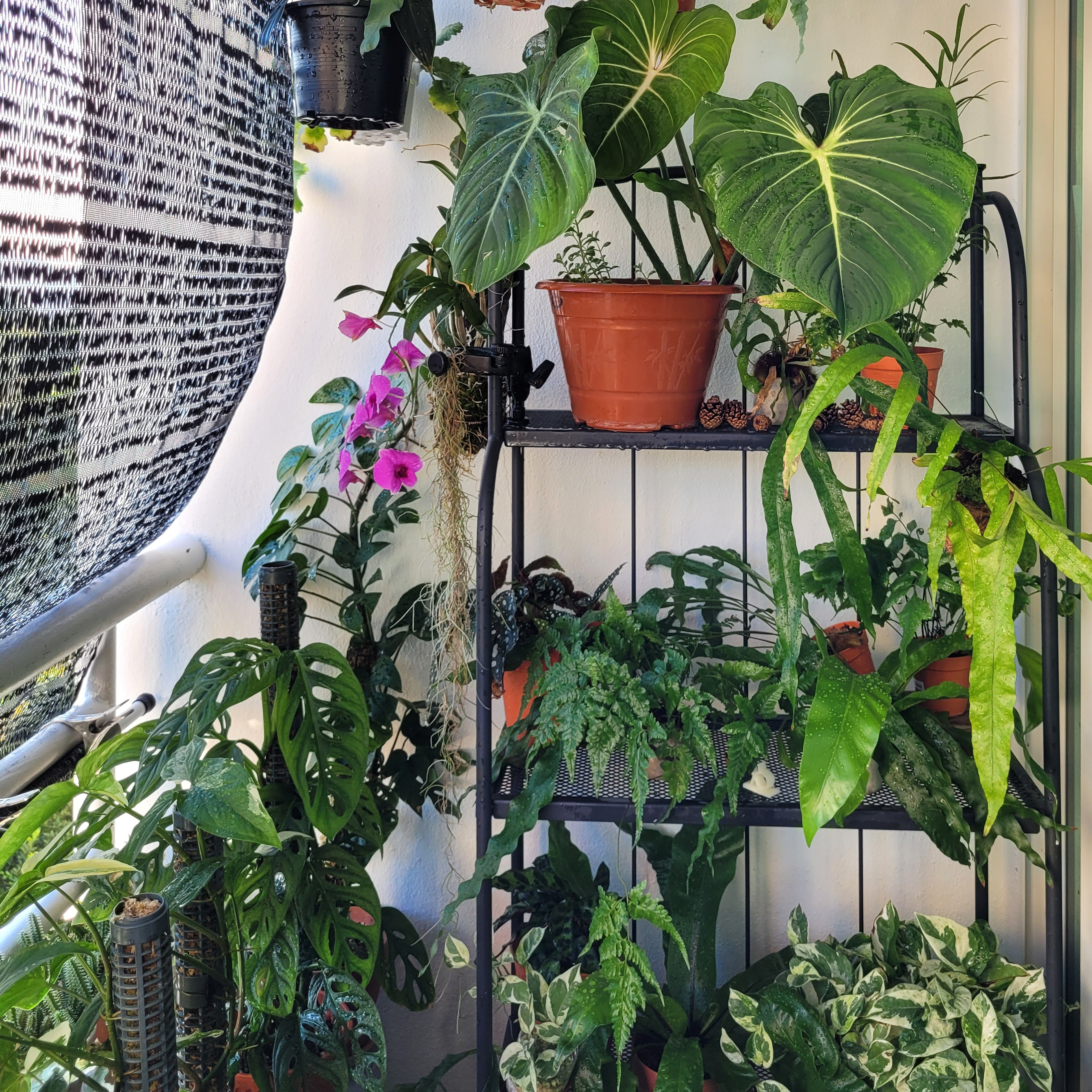 Tiered plant stand on a balcony displaying potted plants at different heights to maximise growing space and light.