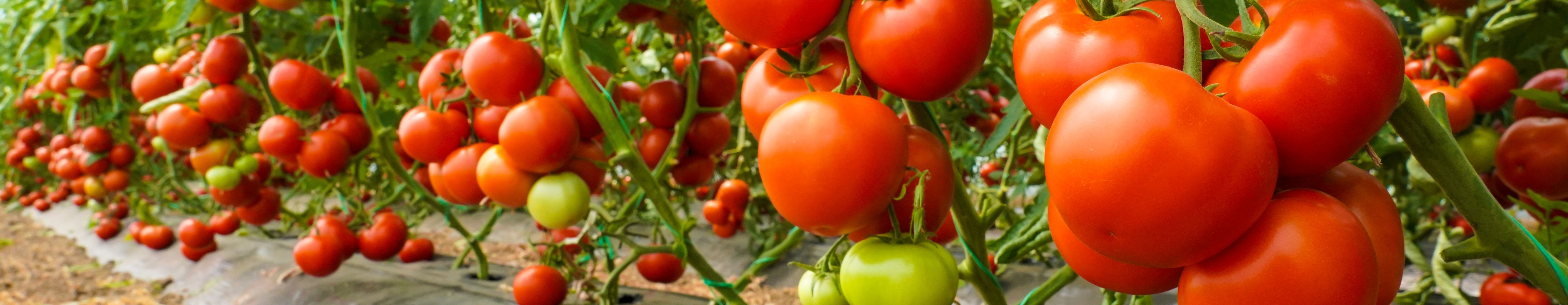Close-up view of fresh tomatoes on the vine