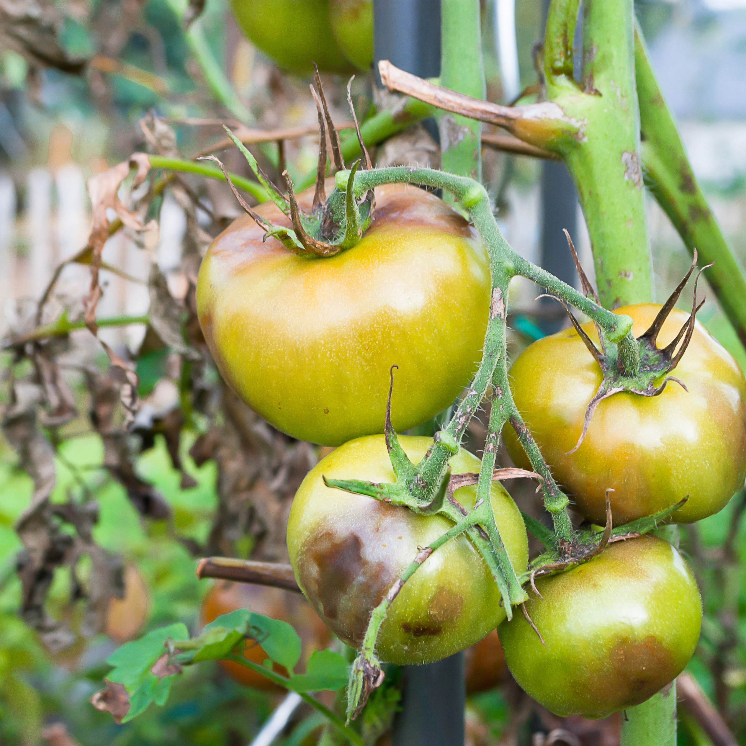 Ripening tomatoes with blight symptoms, including brown fruit lesions and dying leaves.