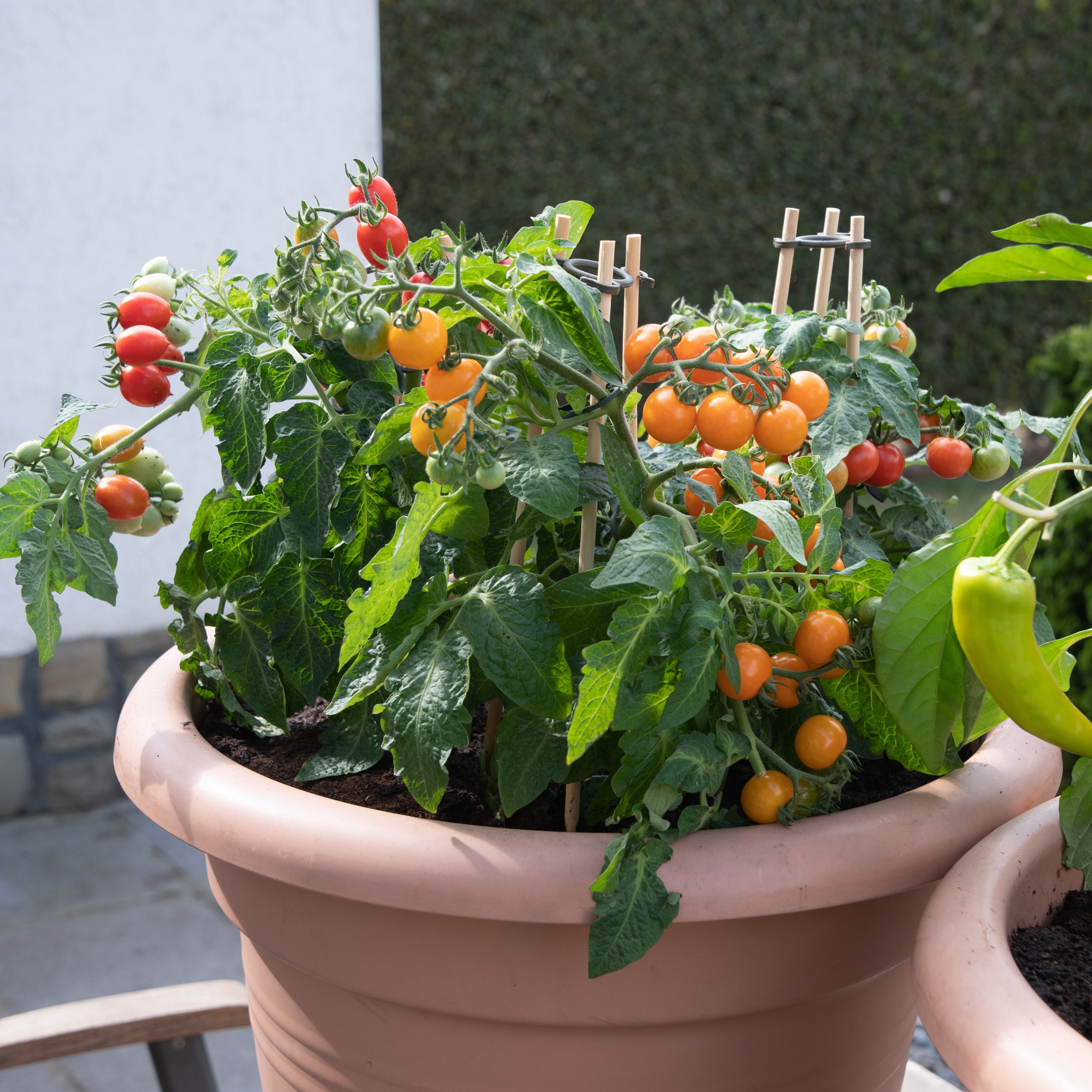 Bush tomato plants growing in a patio pot with ripening cherry tomatoes.