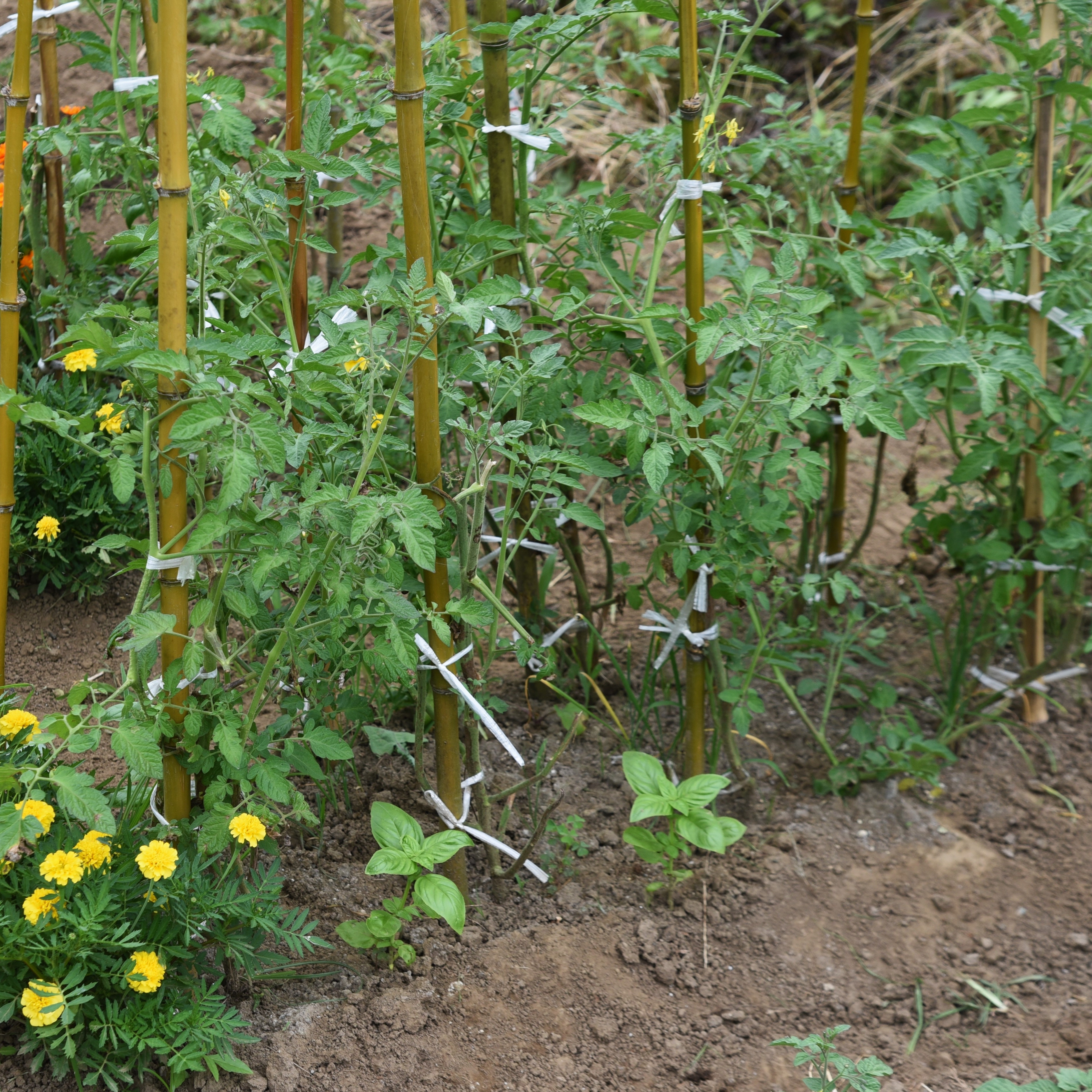 Rows of young cordon tomatoes being supported by ties and canes