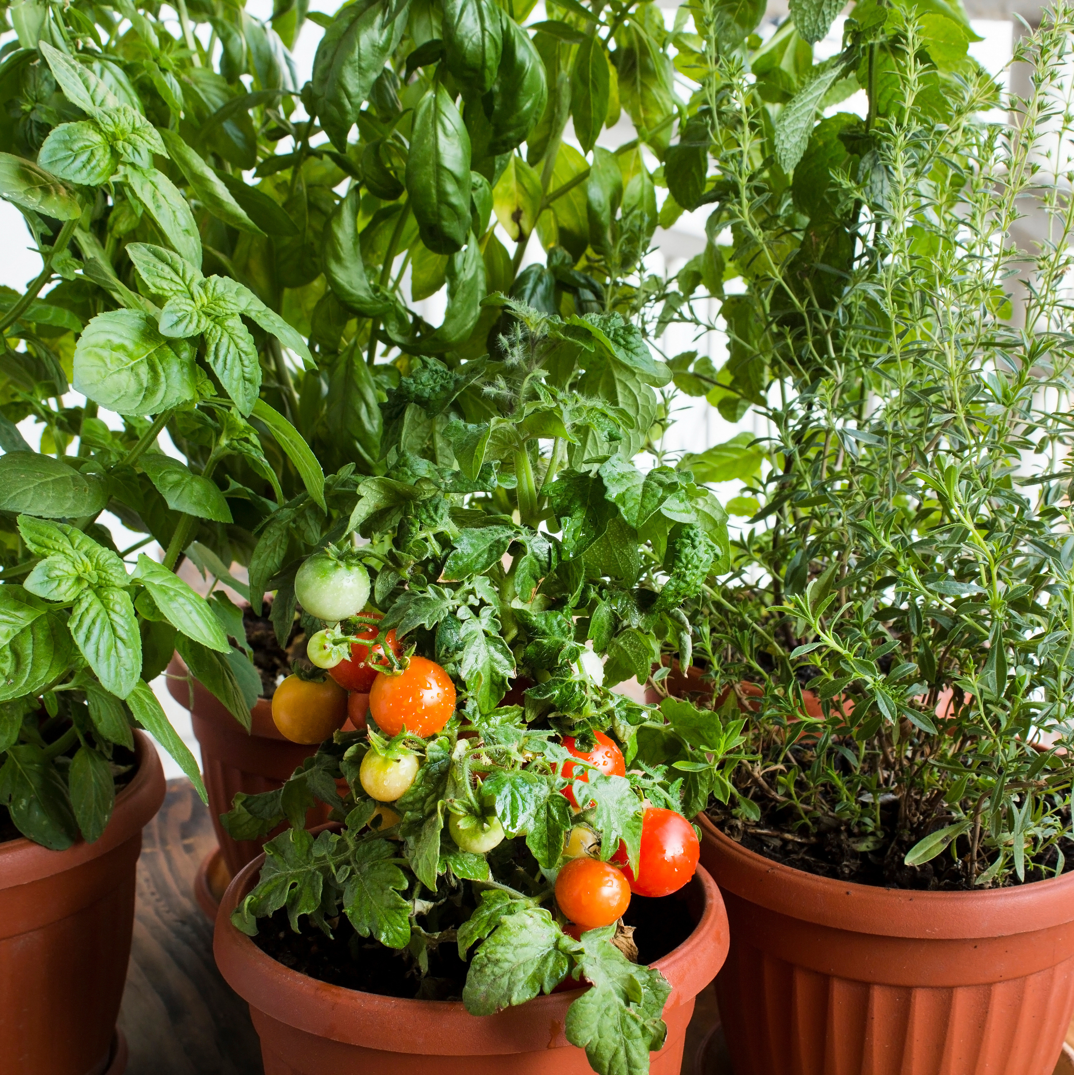 Cherry tomato plants and herbs growing in pots on a balcony table