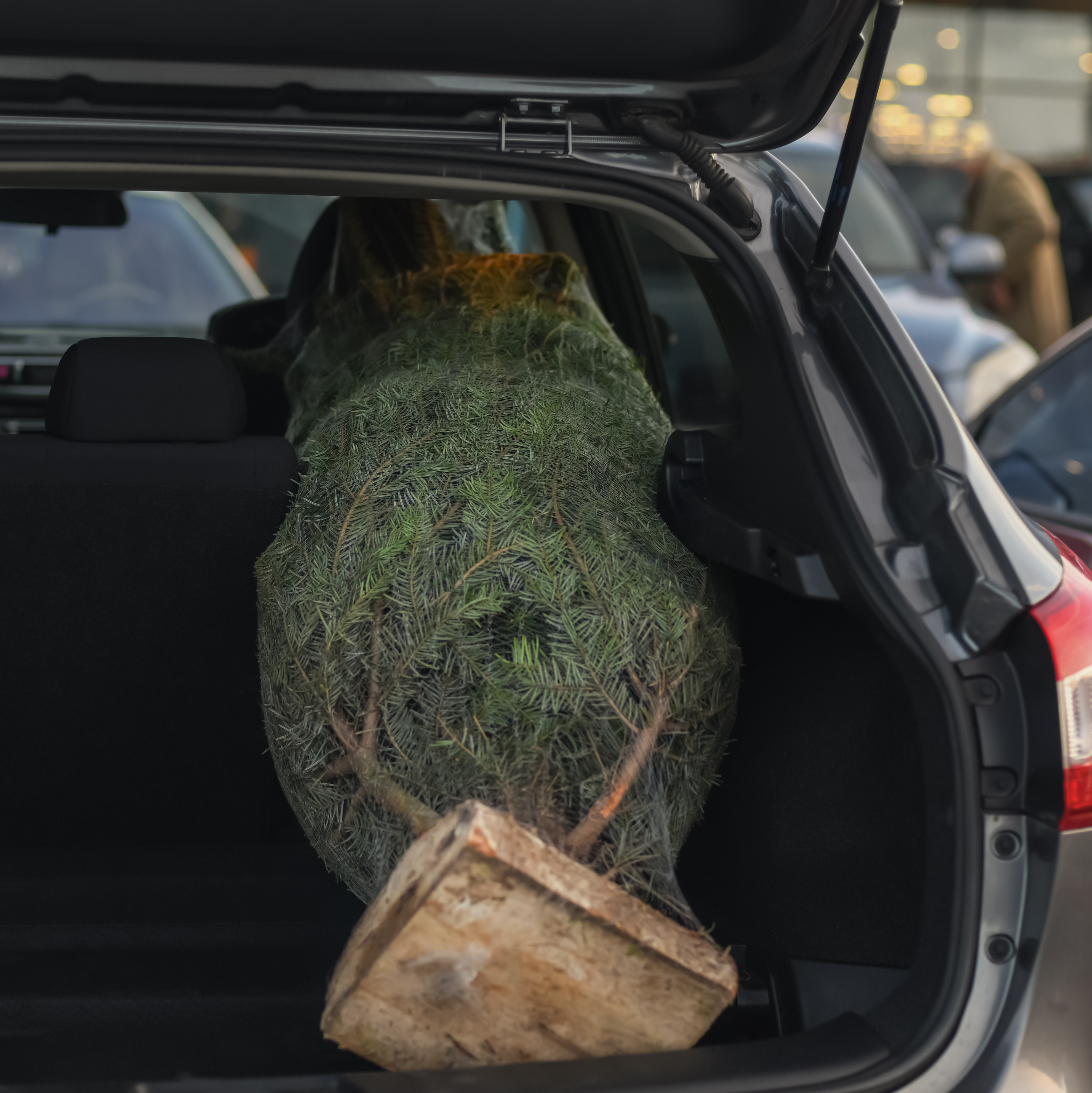 Real Christmas tree securely wrapped in netting and transported in the boot of a car after purchase.