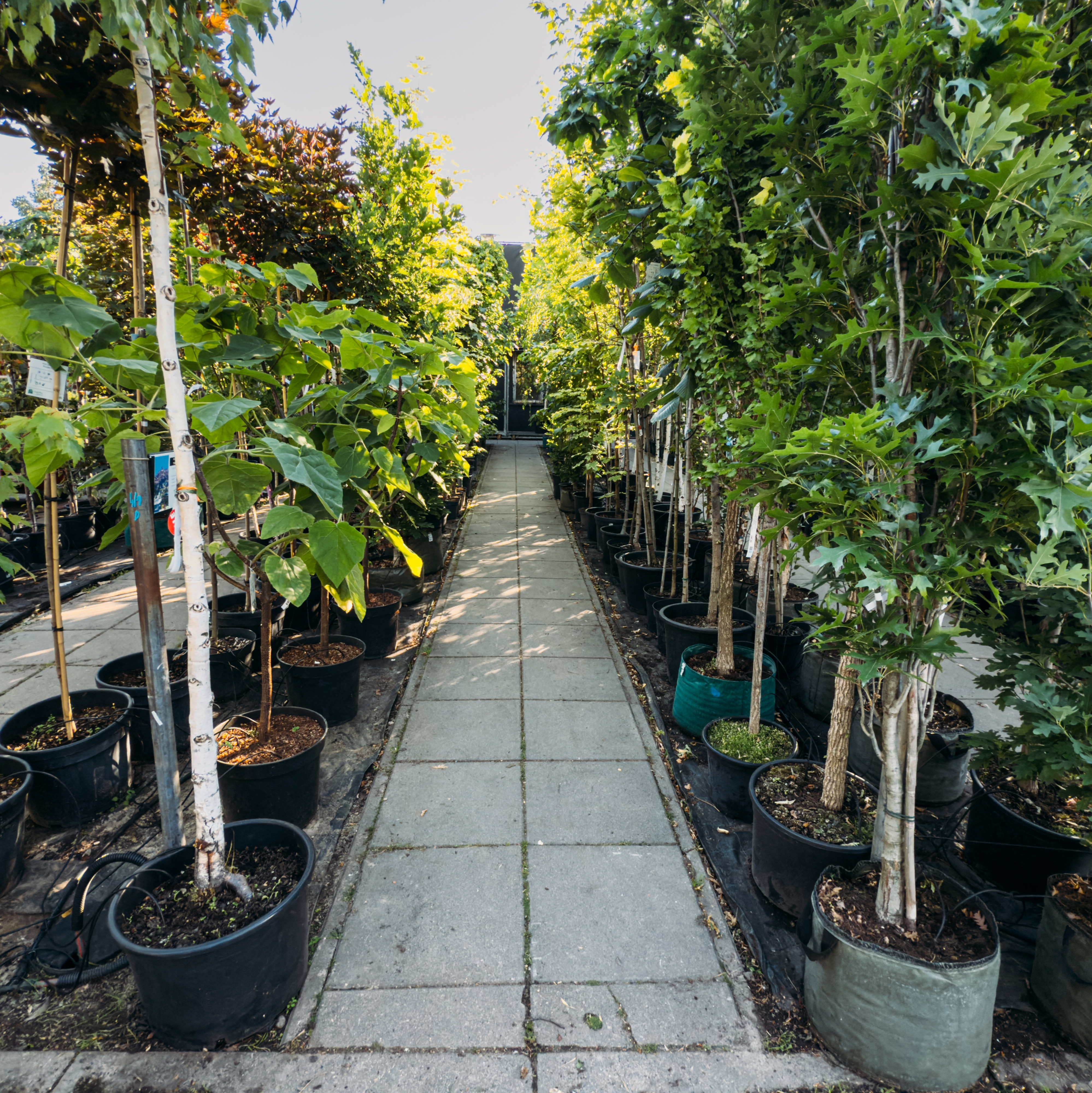 Rows of container-grown trees in a commercial nursery