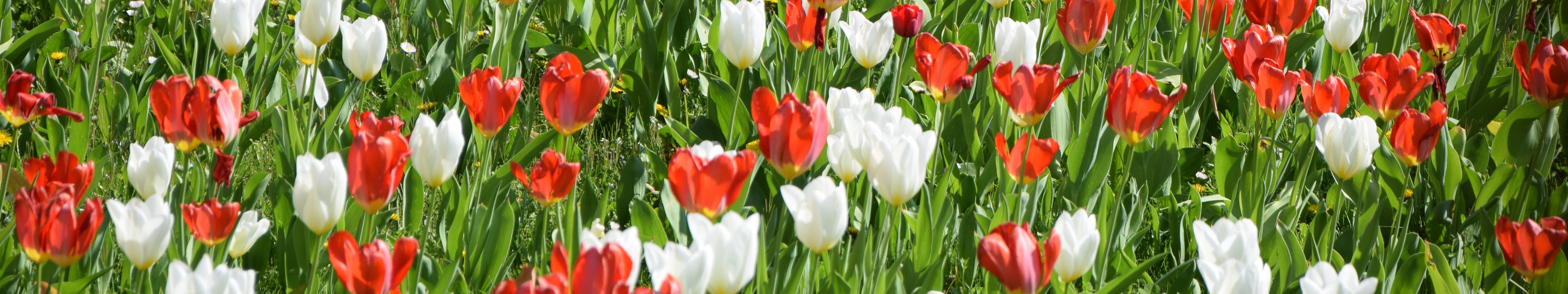 Red and white tulips creating a vibrant spring bulb display in the garden.