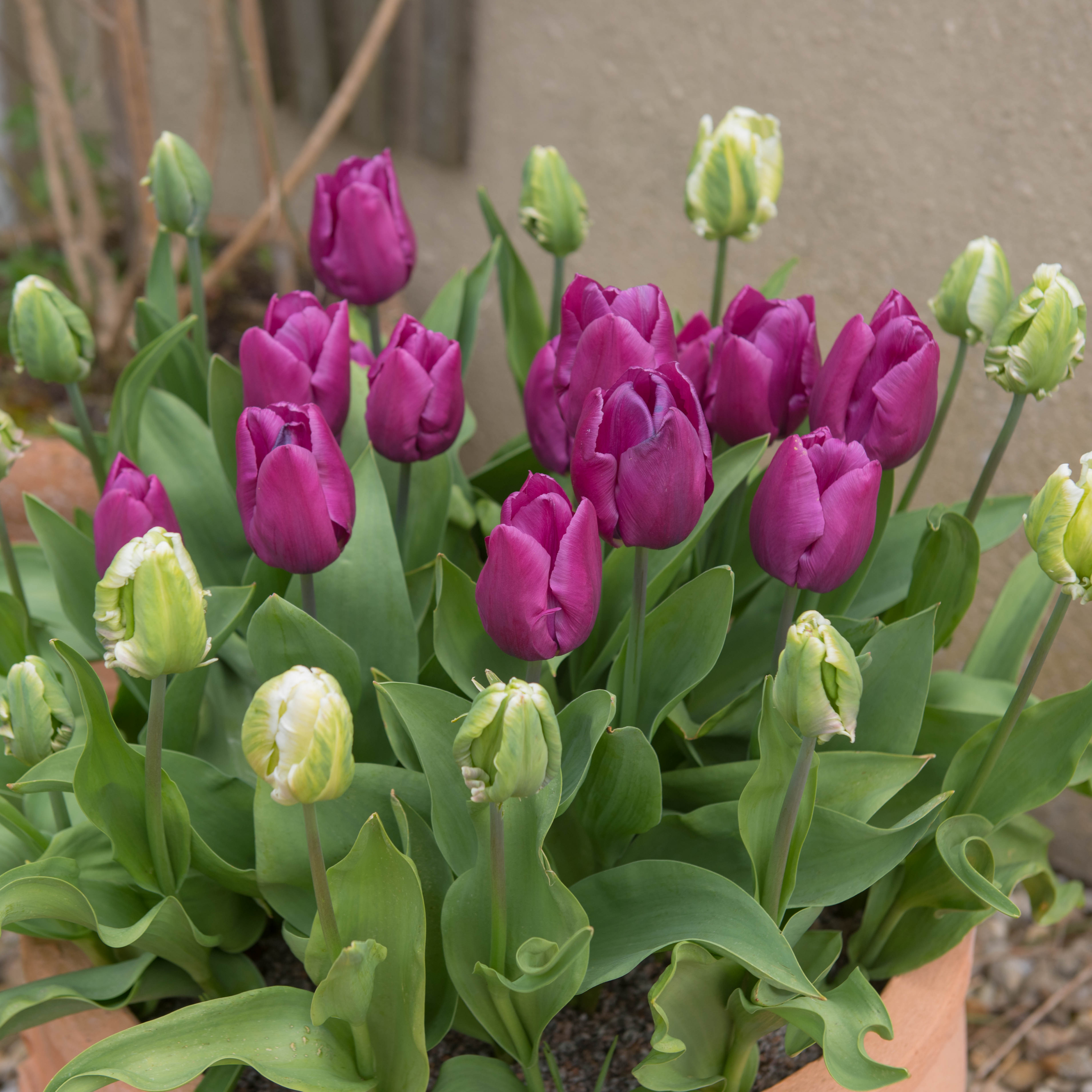 Magenta tulips flowering in a container with white tulips ready to flower