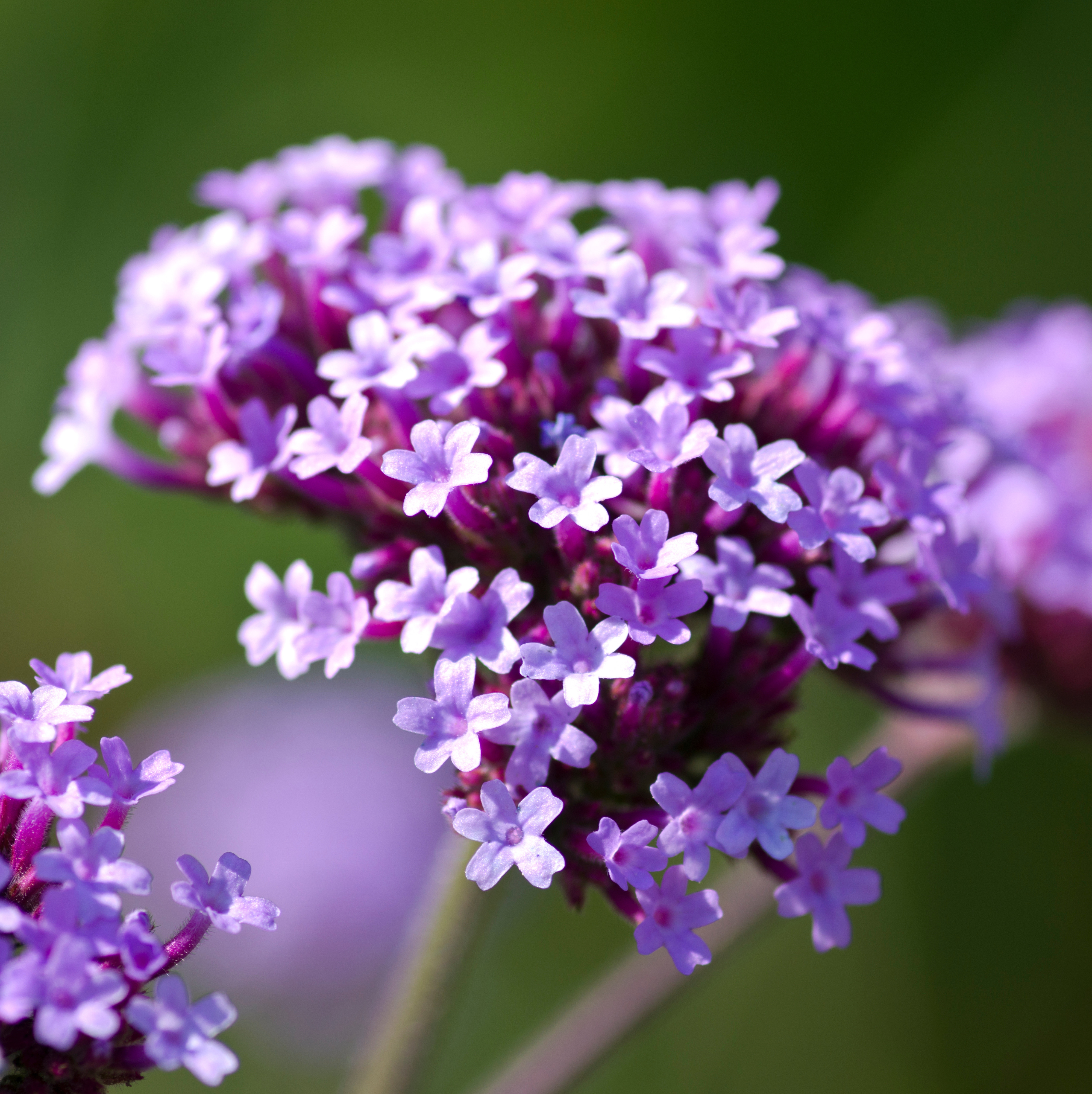 Close-up of Verbena bonariensis featuring clusters of delicate purple-pink flowers on slender branching stems.