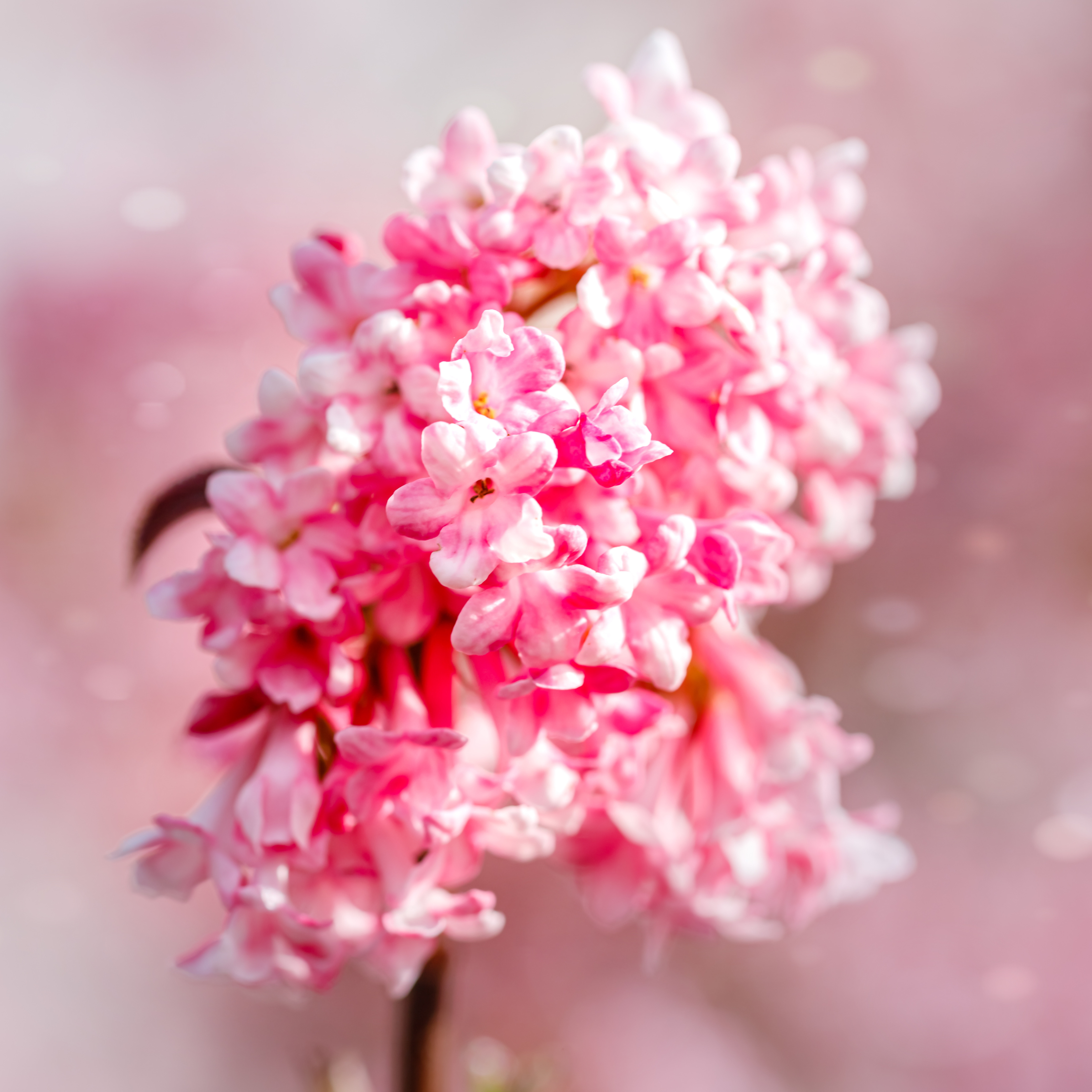 Close-up of pale pink Viburnum × bodnantense flowers blooming in winter.