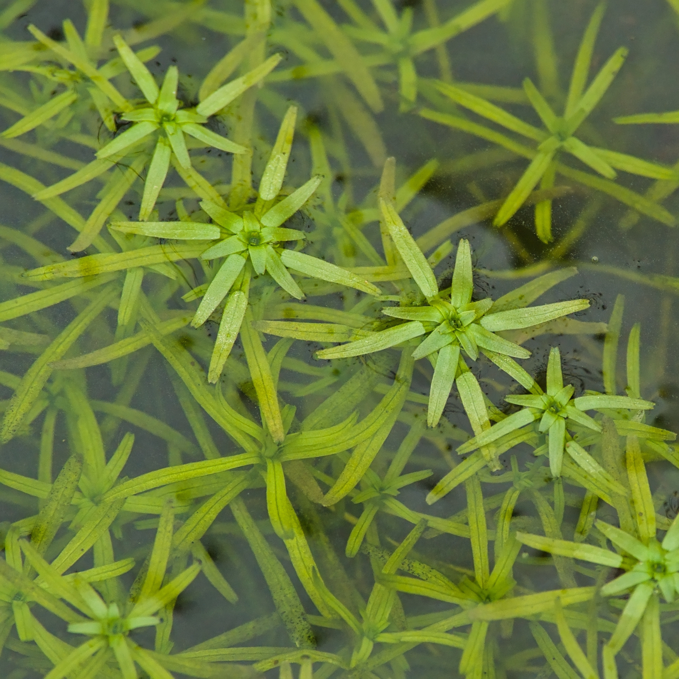 Water Starwort, an oxygenating plant growing in a garden pond