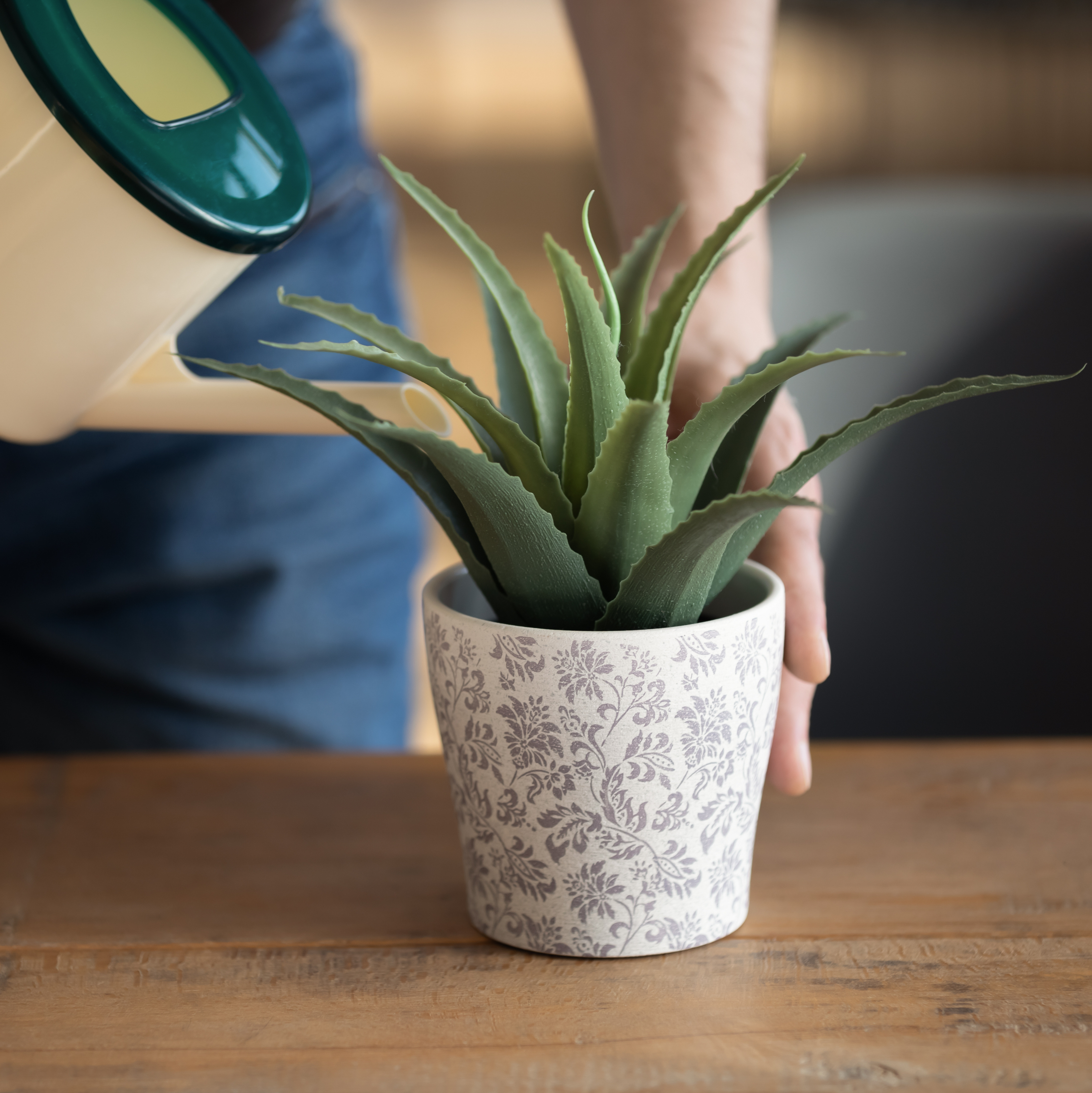 Water being poured from a watering can onto the soil of a potted succulent, demonstrating the top-watering method.