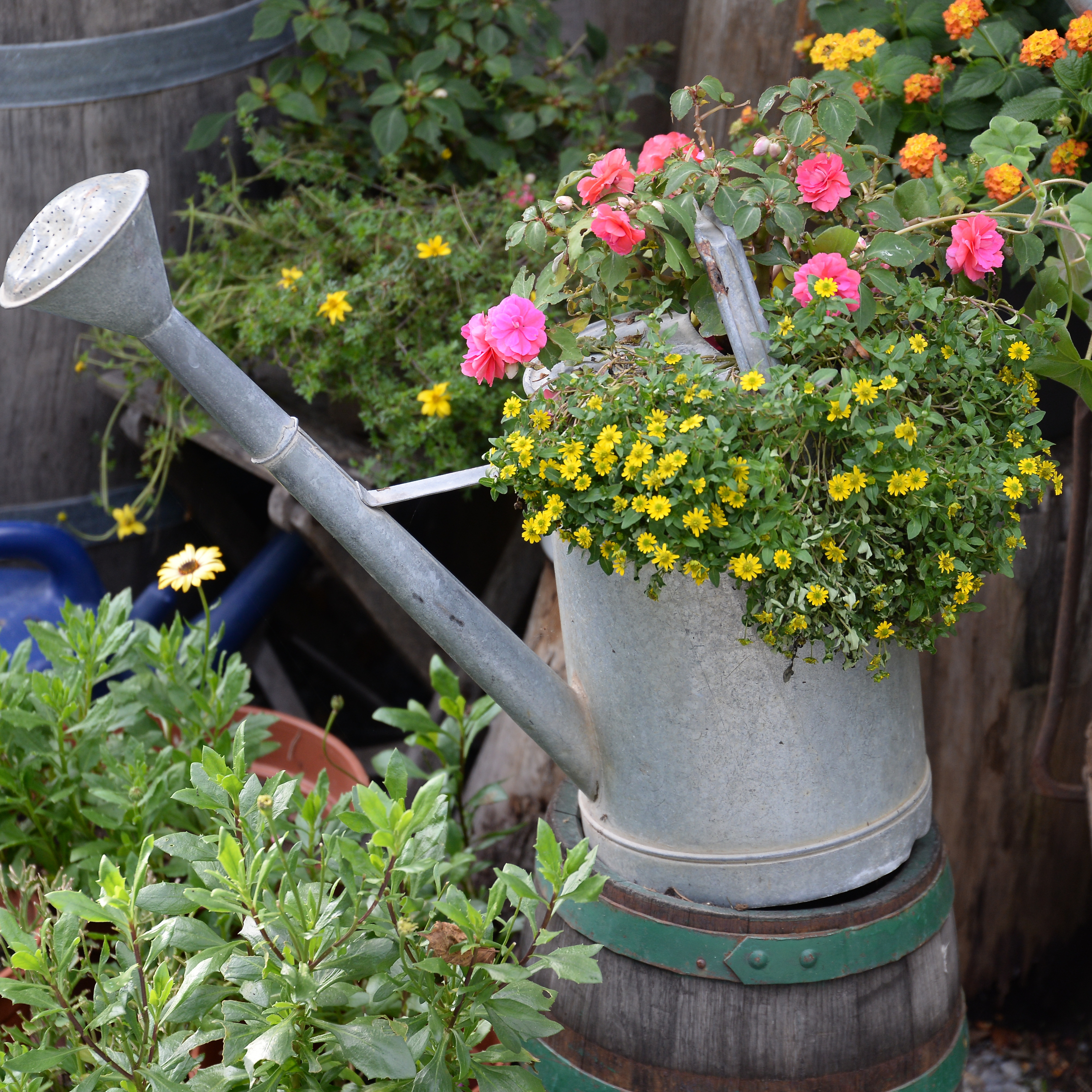 Galvanised watering can repurposed as a planter