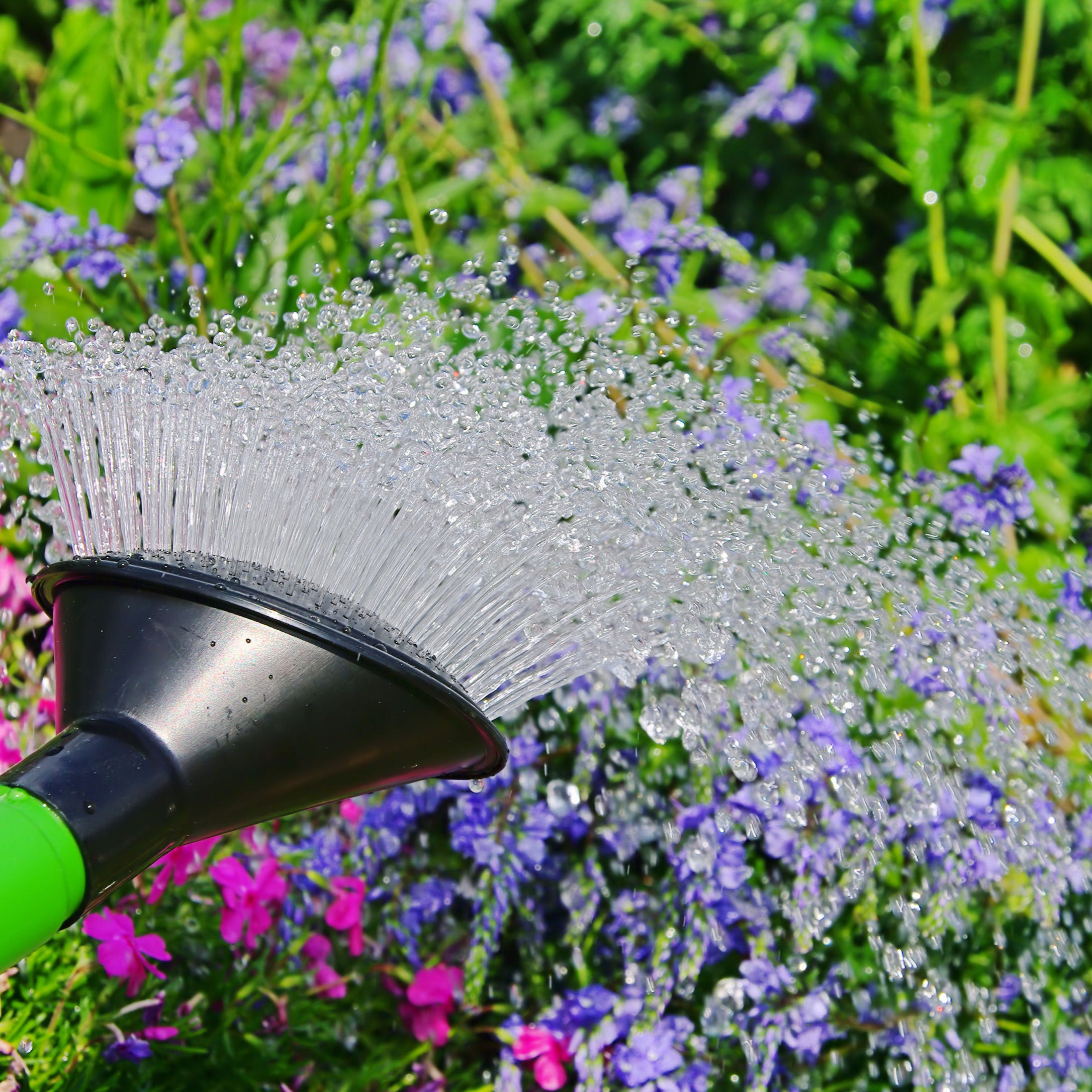 Watering containers of plants before going on holiday