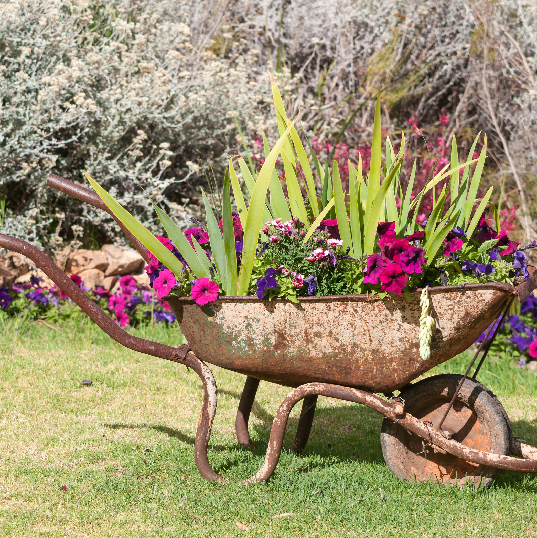 Upcycled wheelbarrow planter overflowing with colourful flowering plants