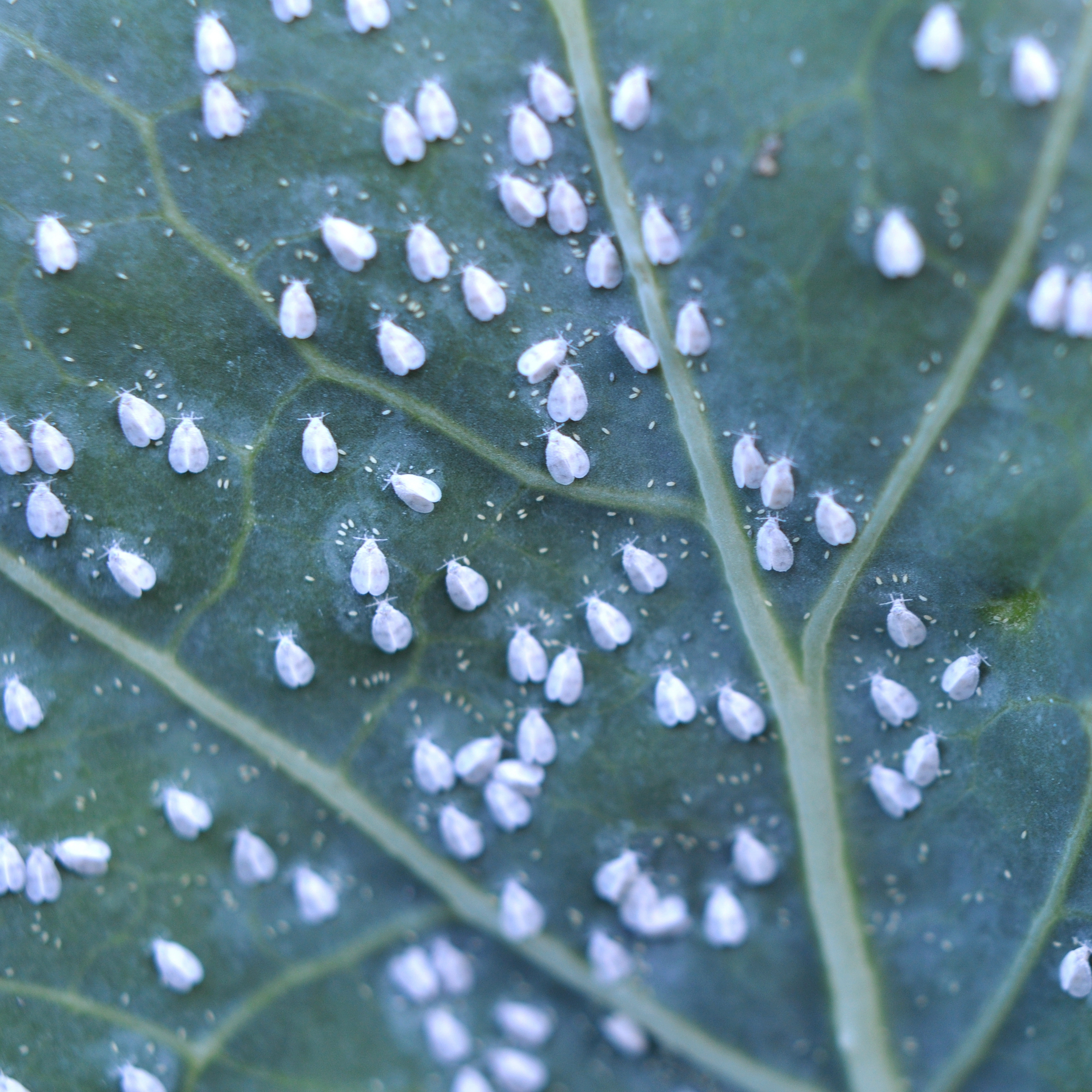 Whitefly can affect tomatoes, particularly those grown in greenhouses or other protected environments.