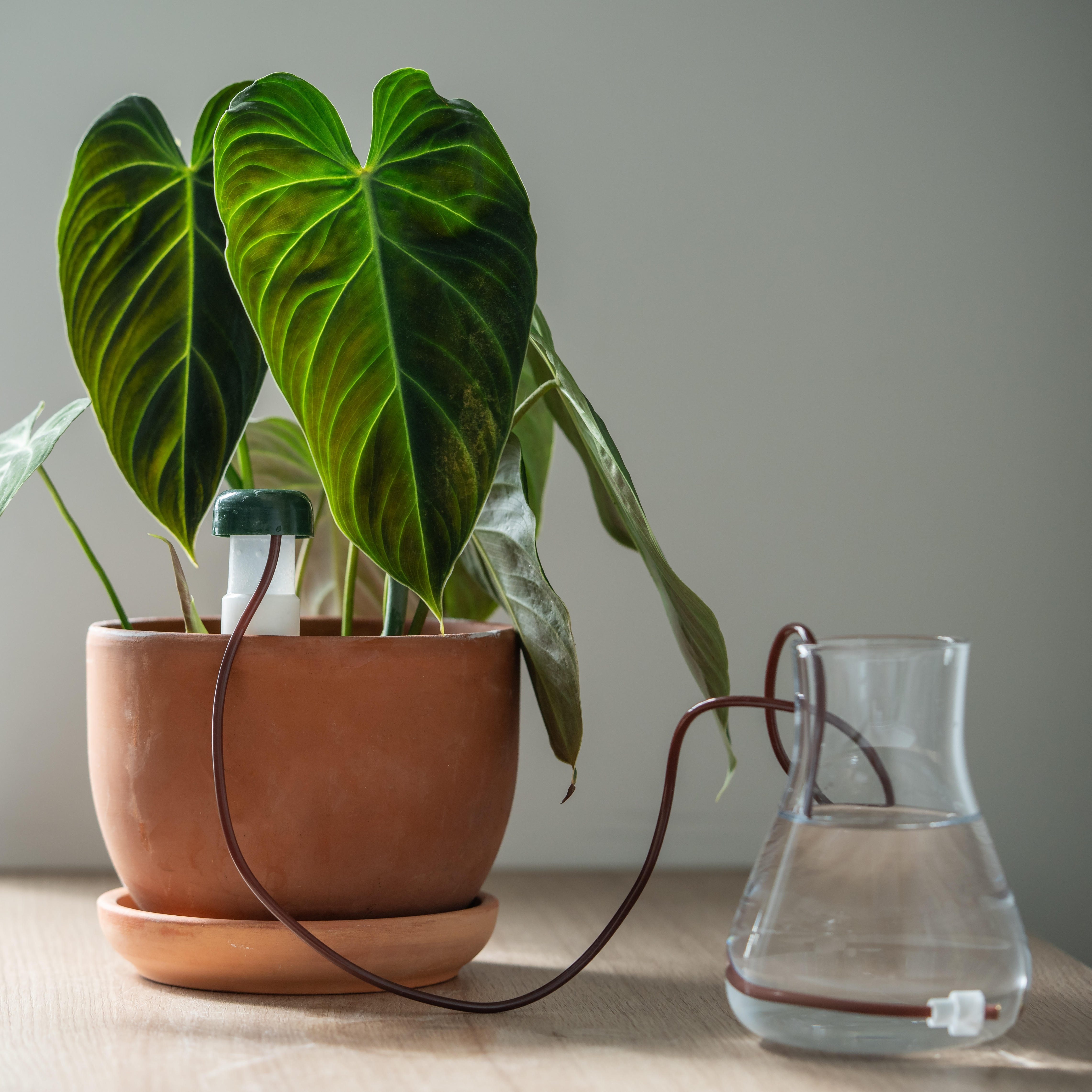 A watering system for keeping plants hydrated.